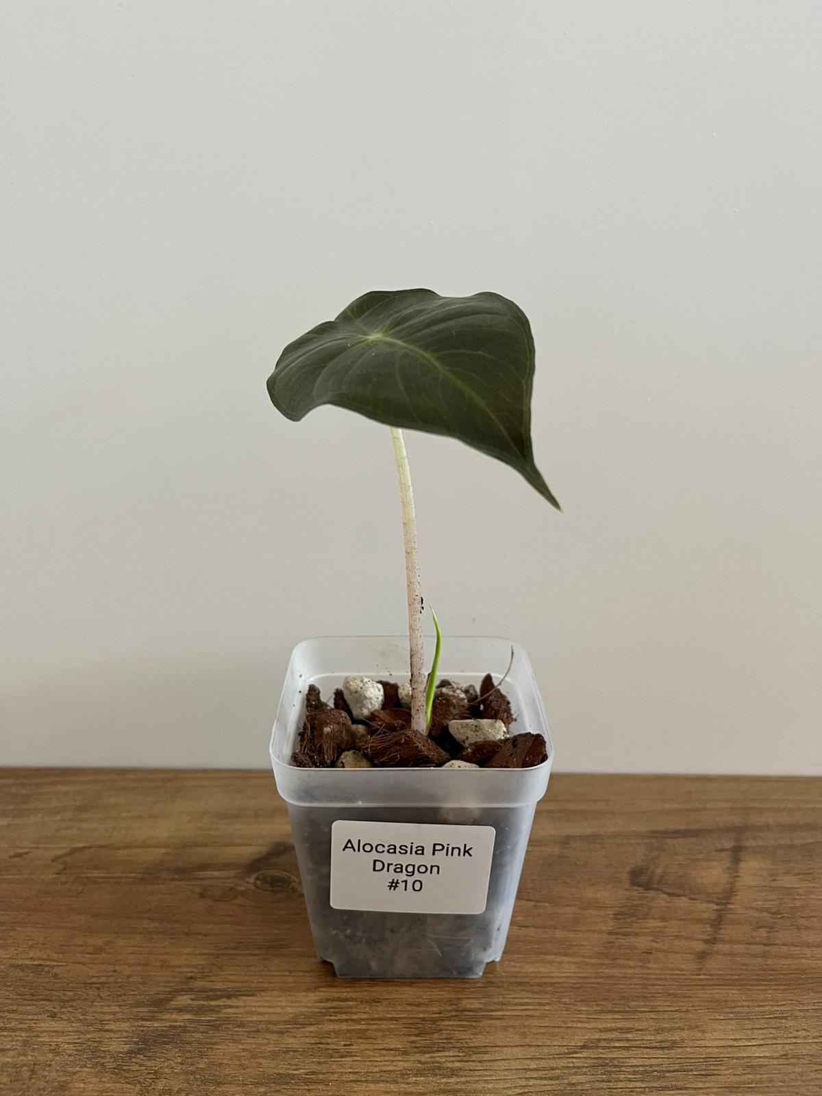 Alocasia Pink Dragon #10