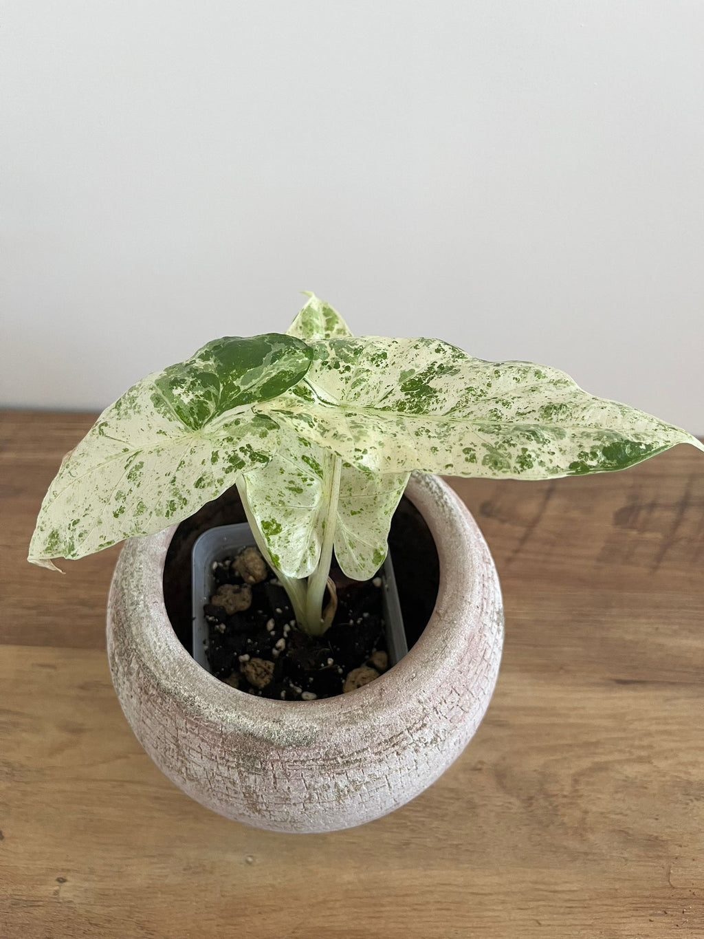 Alocasia Macrorrhiza splash #4