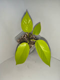 Epipremnum Neon #2