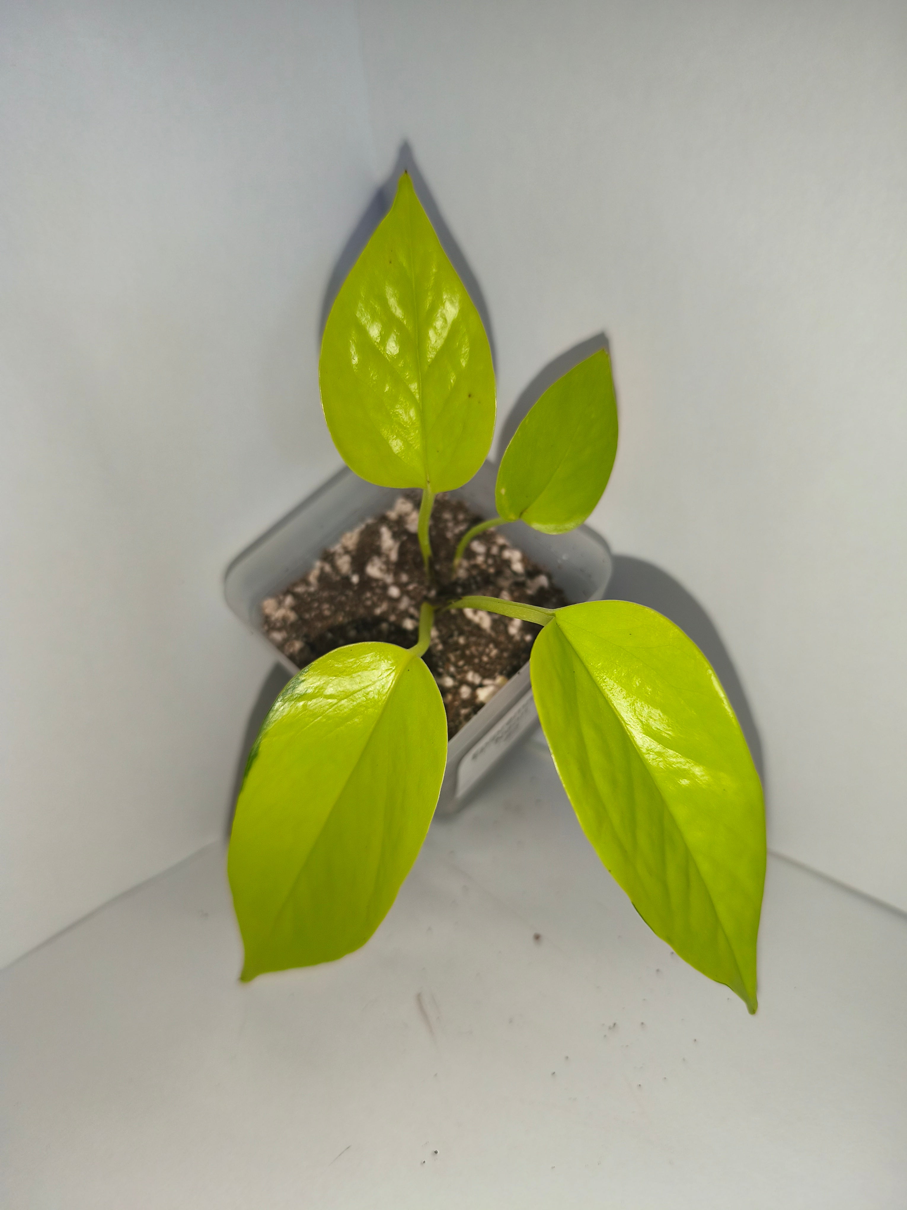 Epipremnum aureum Neon #2