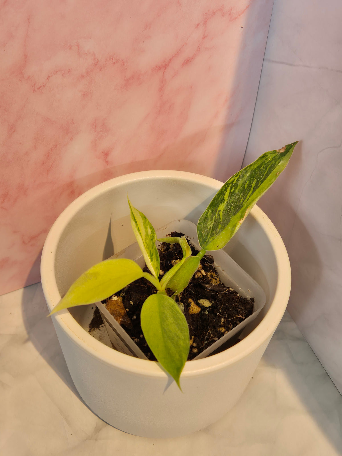 Philodendron Jose Buono #5