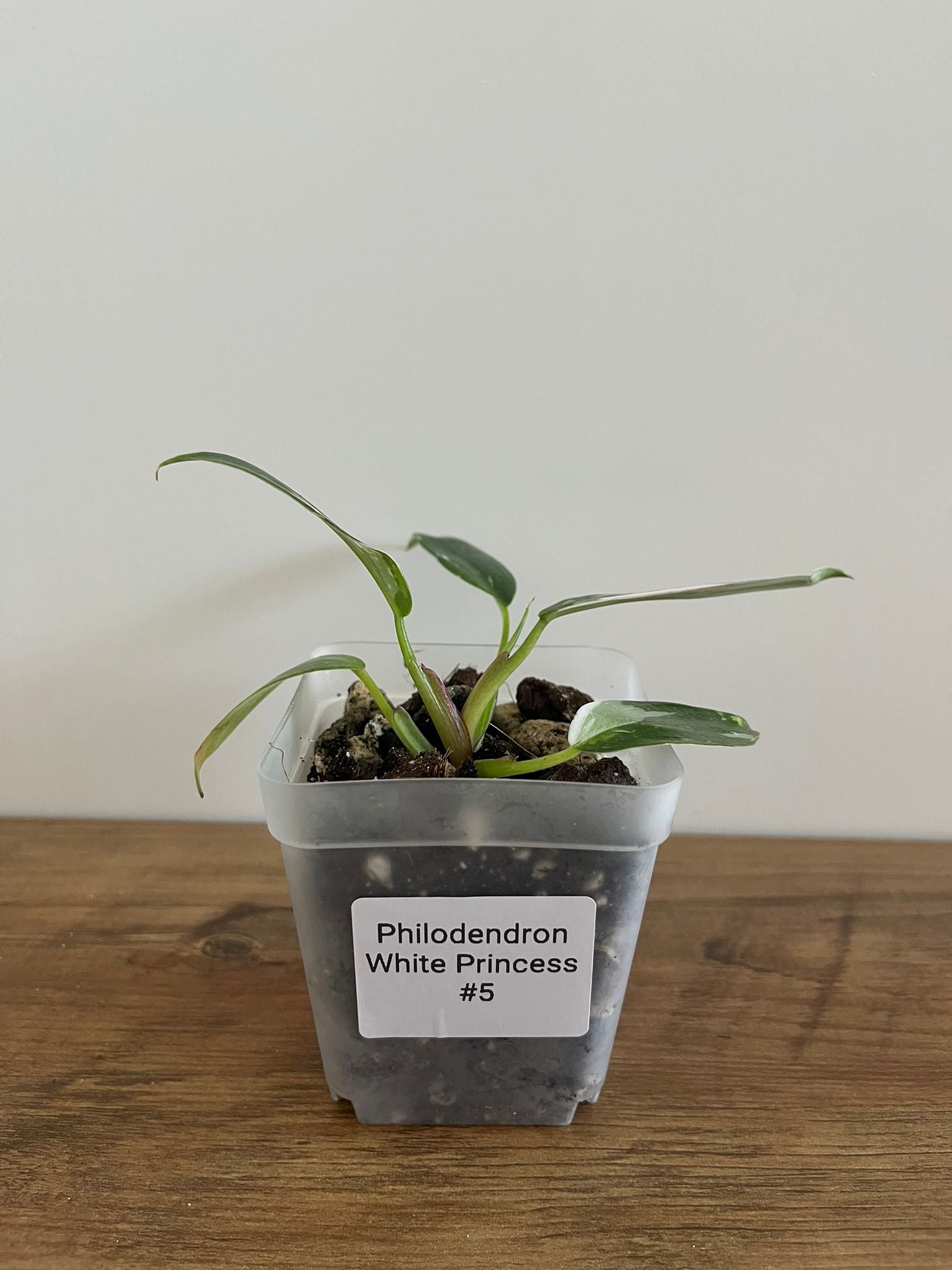 Philodendron White Princess #5