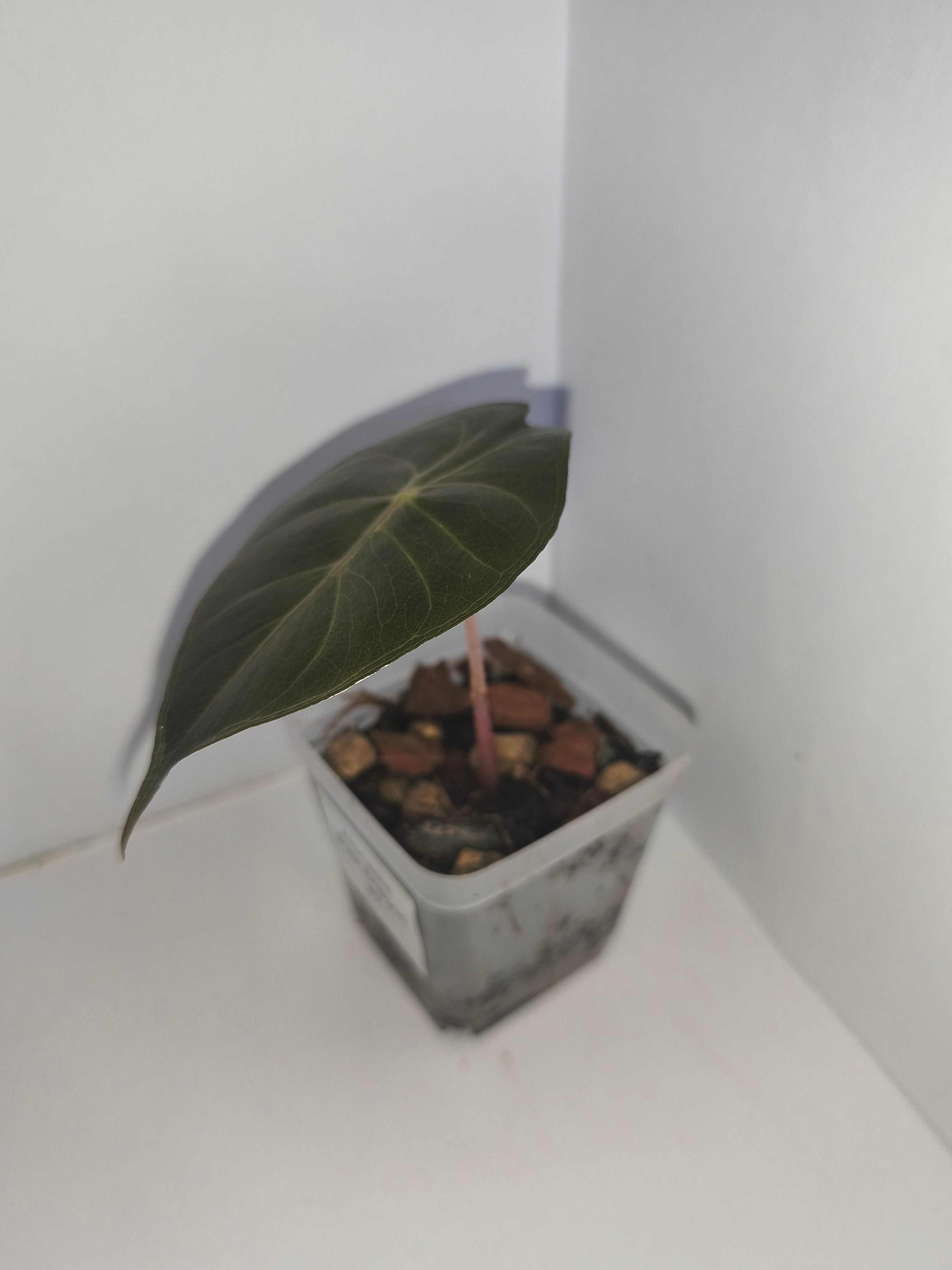 Alocasia Pink Dragon #7