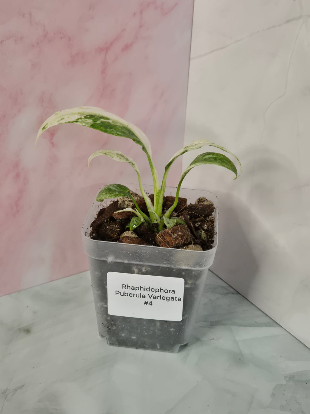 Rhaphidophora Puberula Variegata #4
