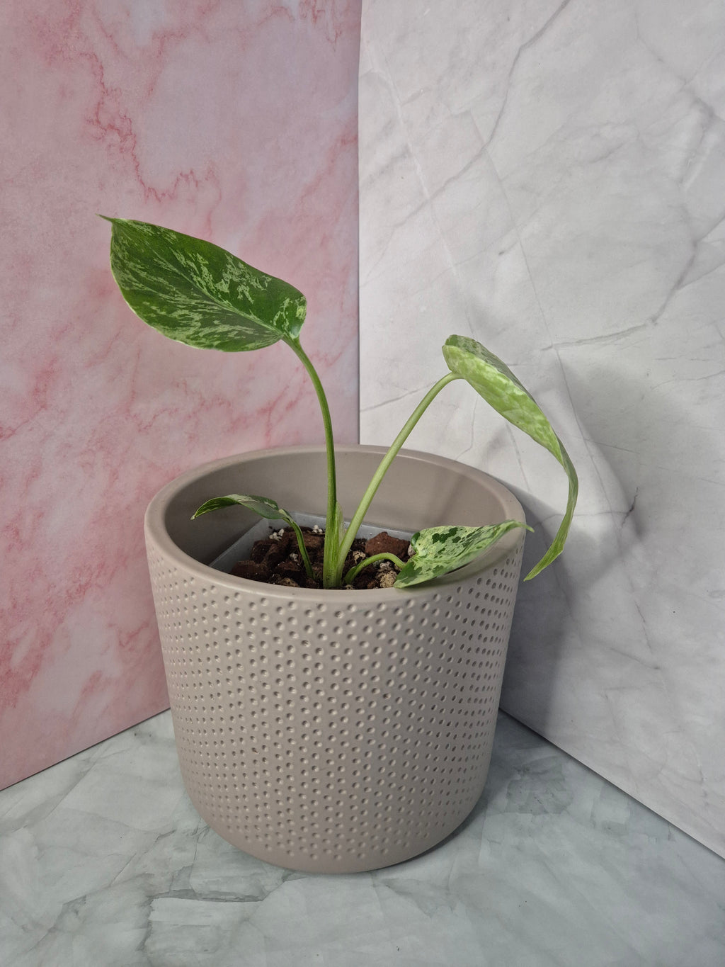 Monstera Deliciosa Bulbasaur #3