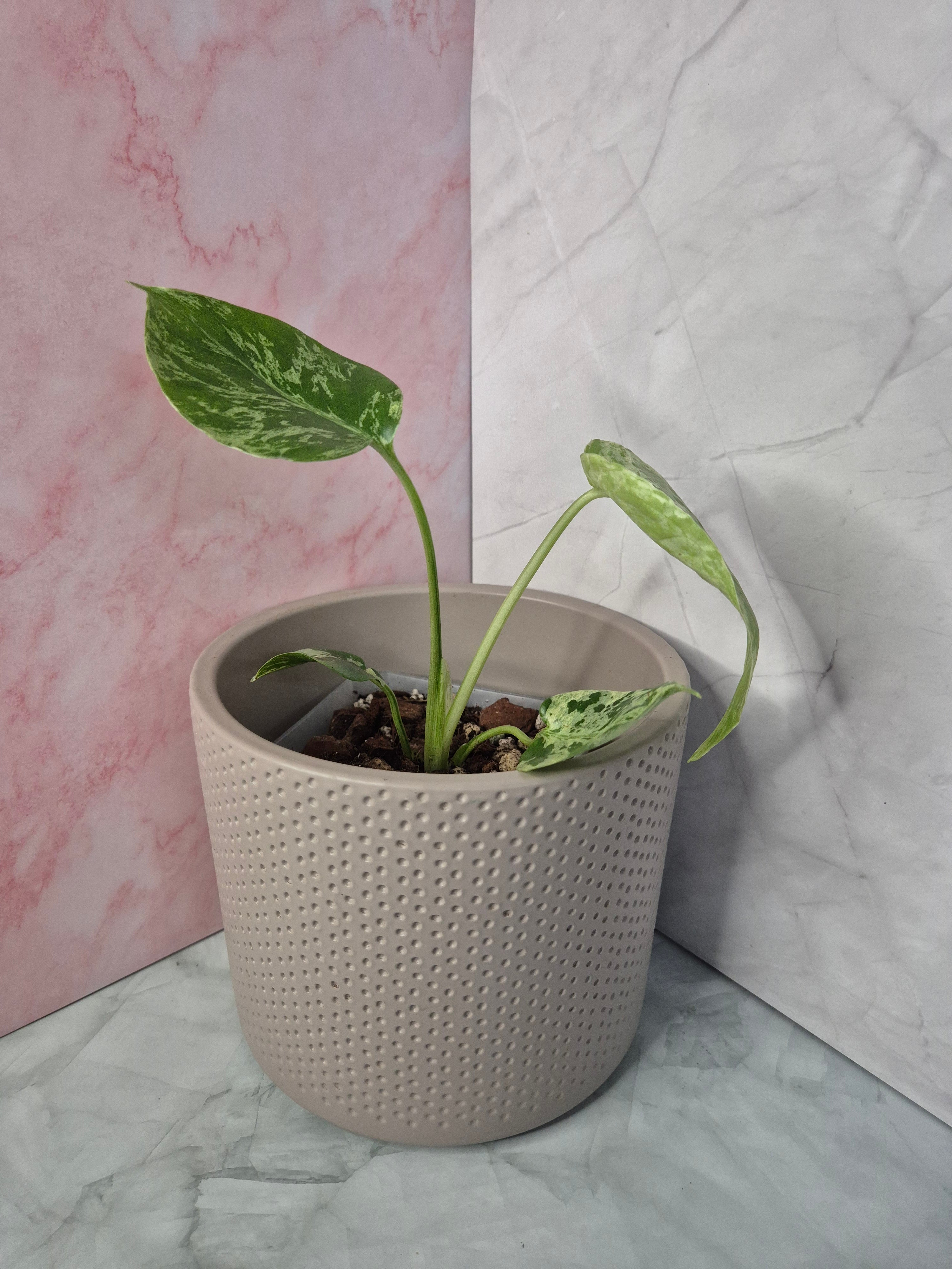 Monstera Deliciosa Bulbasaur #3
