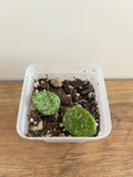 Hoya Mathilde Splash #3