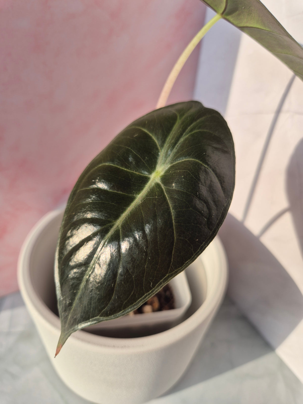 Alocasia Pink Dragon #5
