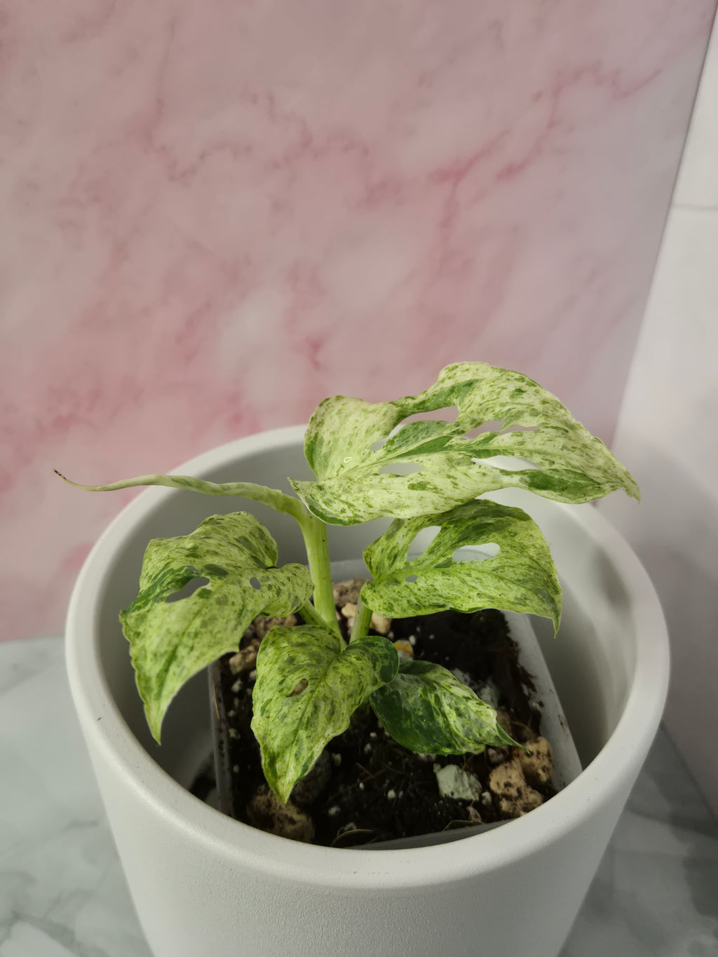 Monstera Frozen Freckles #4
