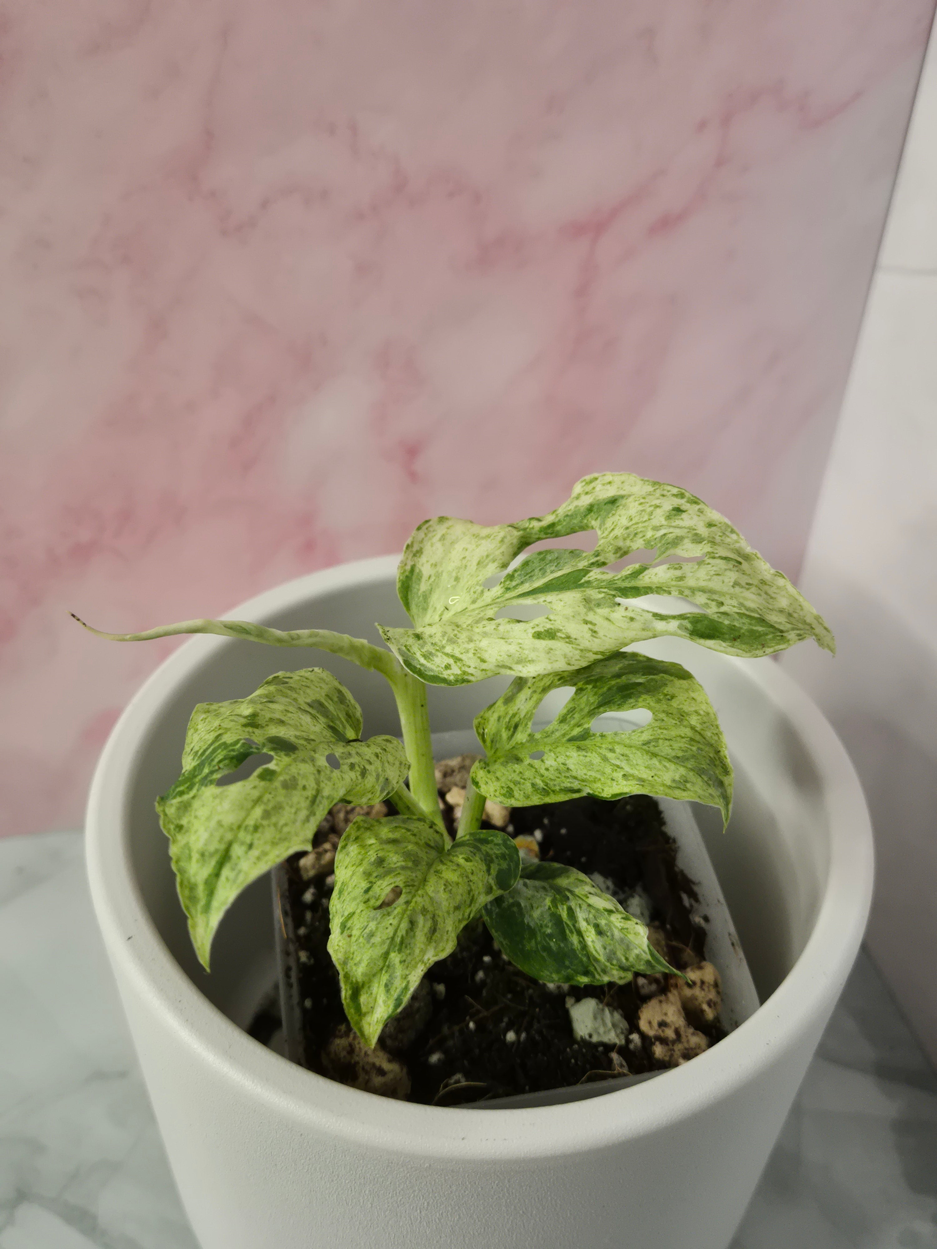 Monstera Frozen Freckles #4