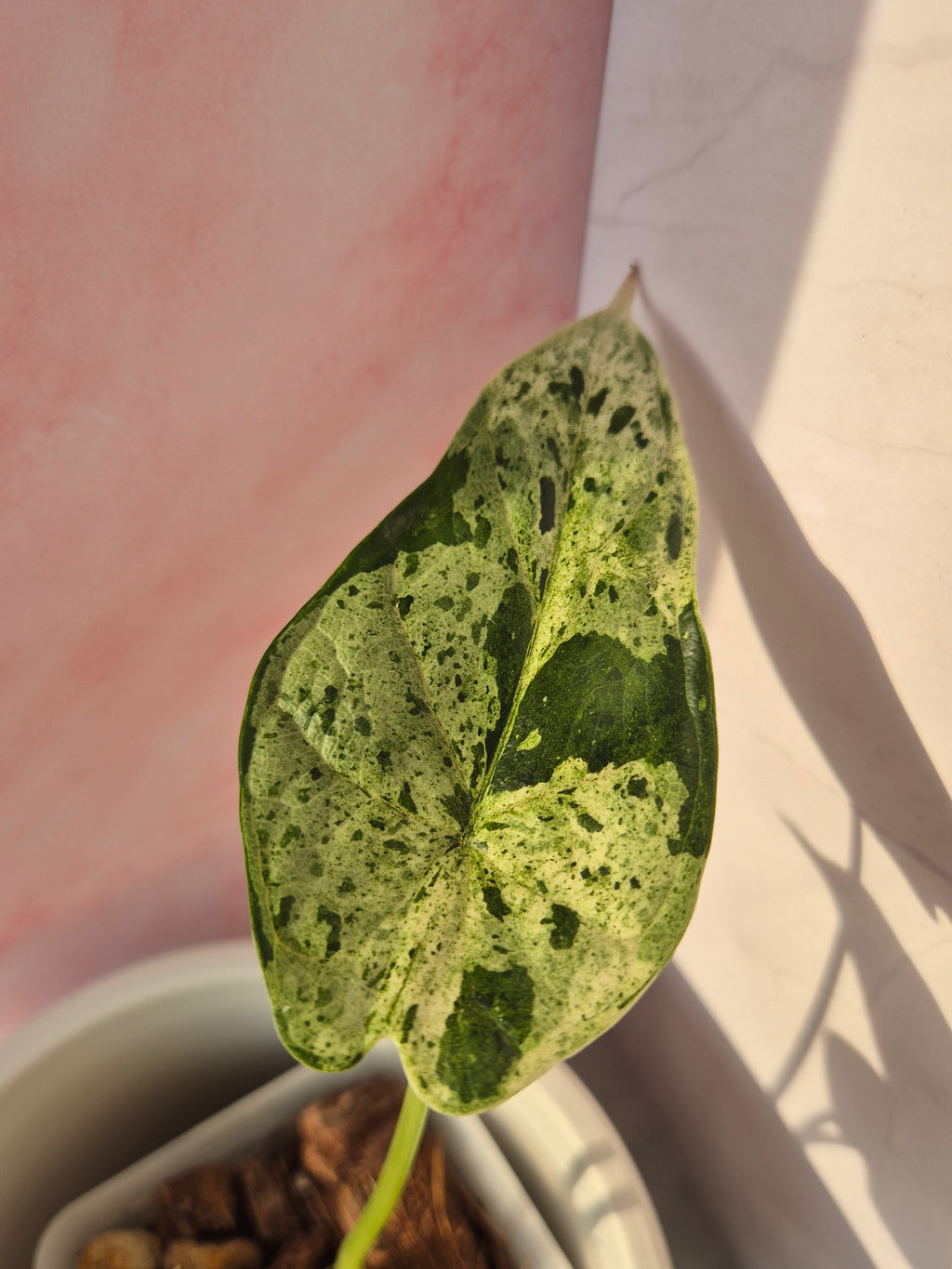 Alocasia Dragon Scale munt #5