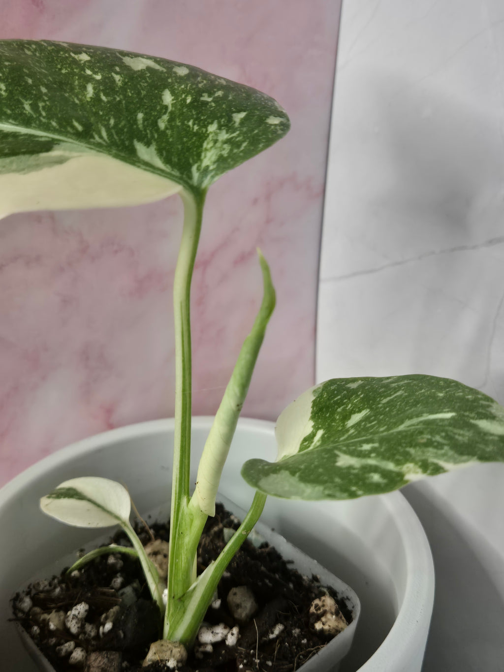 Monstera Thai Constellation #25