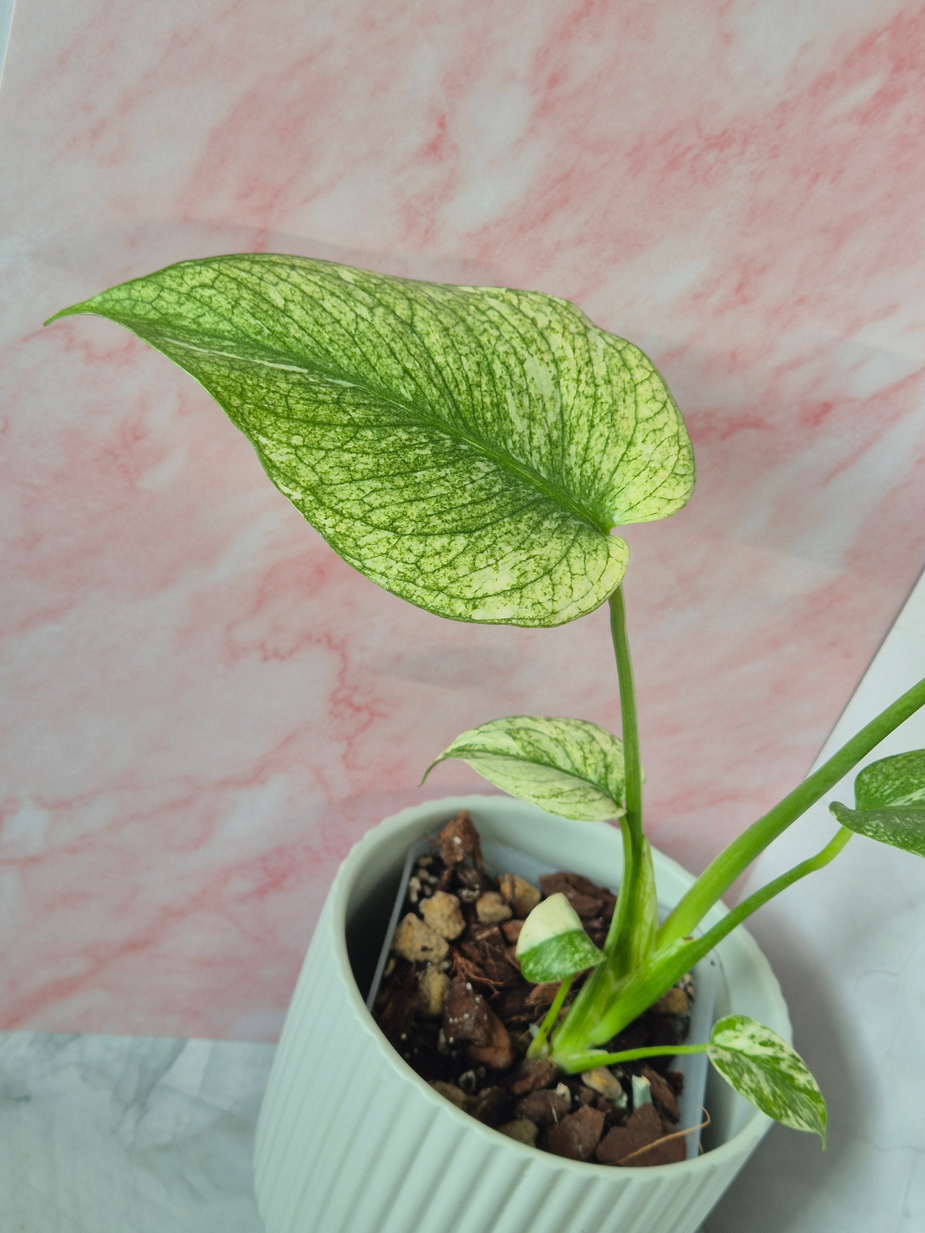 Monstera Mint #3