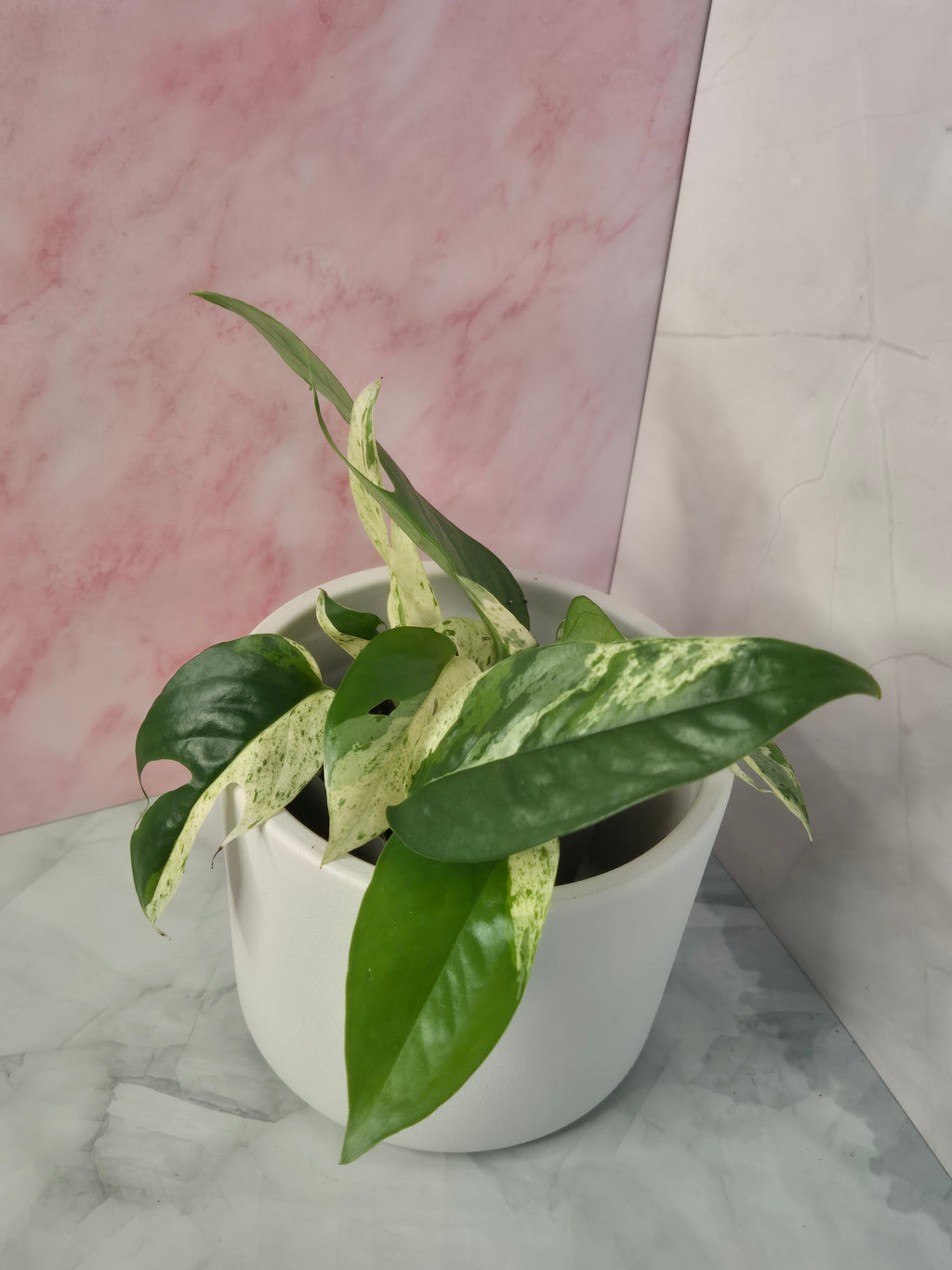 Epipremnum Pinnatum Marble King #1