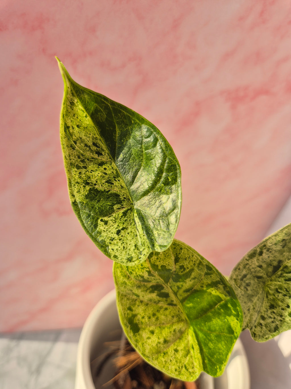 Alocasia Dragon Scale mint #2
