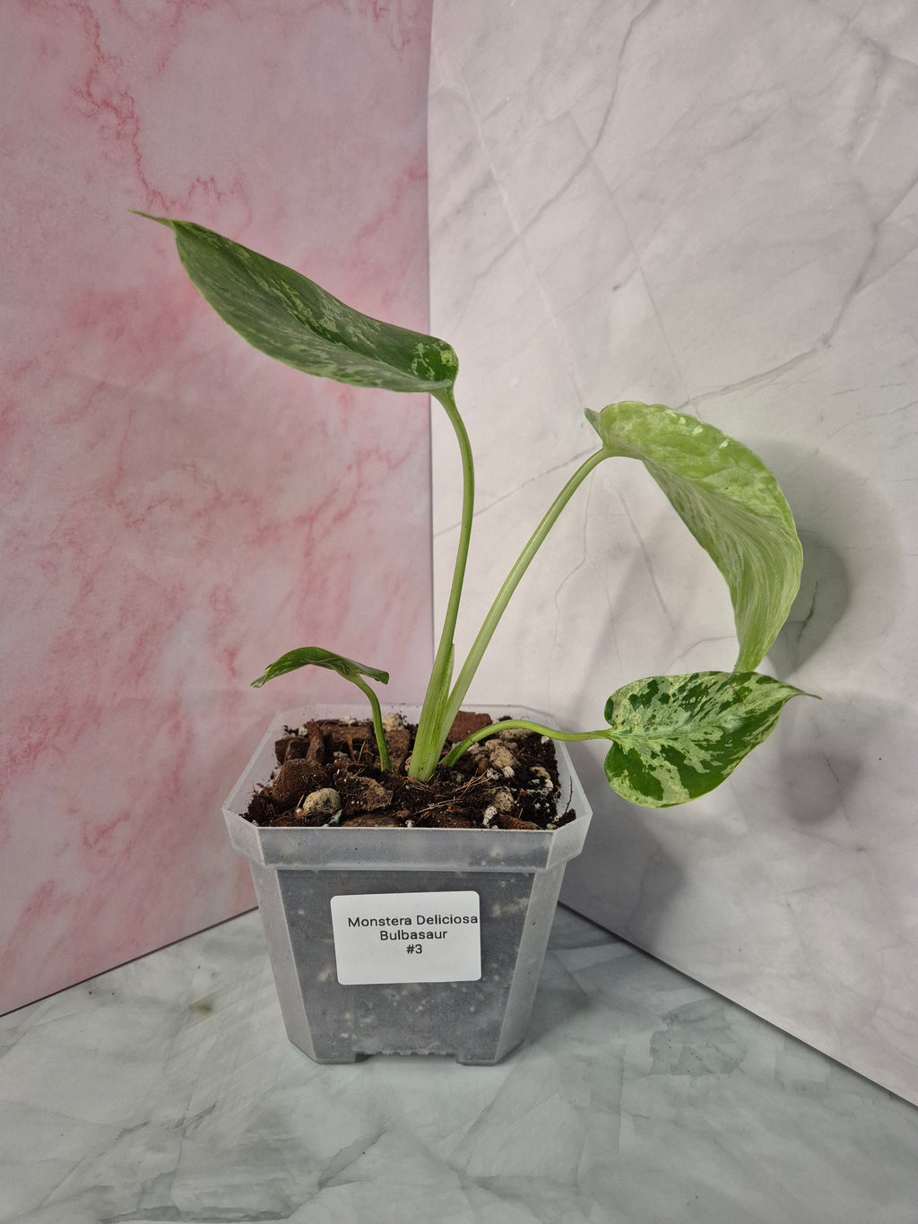 Monstera Deliciosa Bulbasaur #3