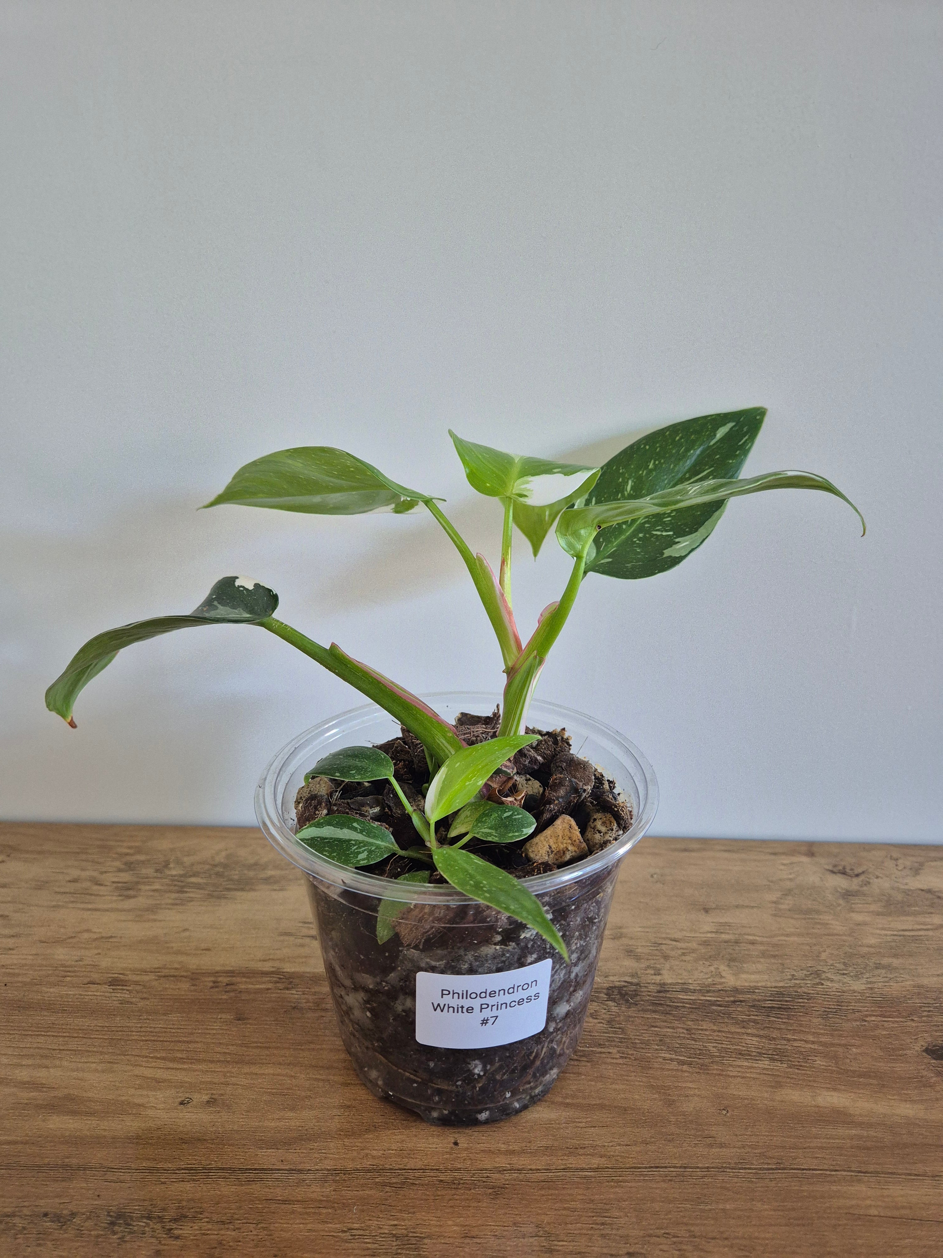 Philodendron White Princess #7