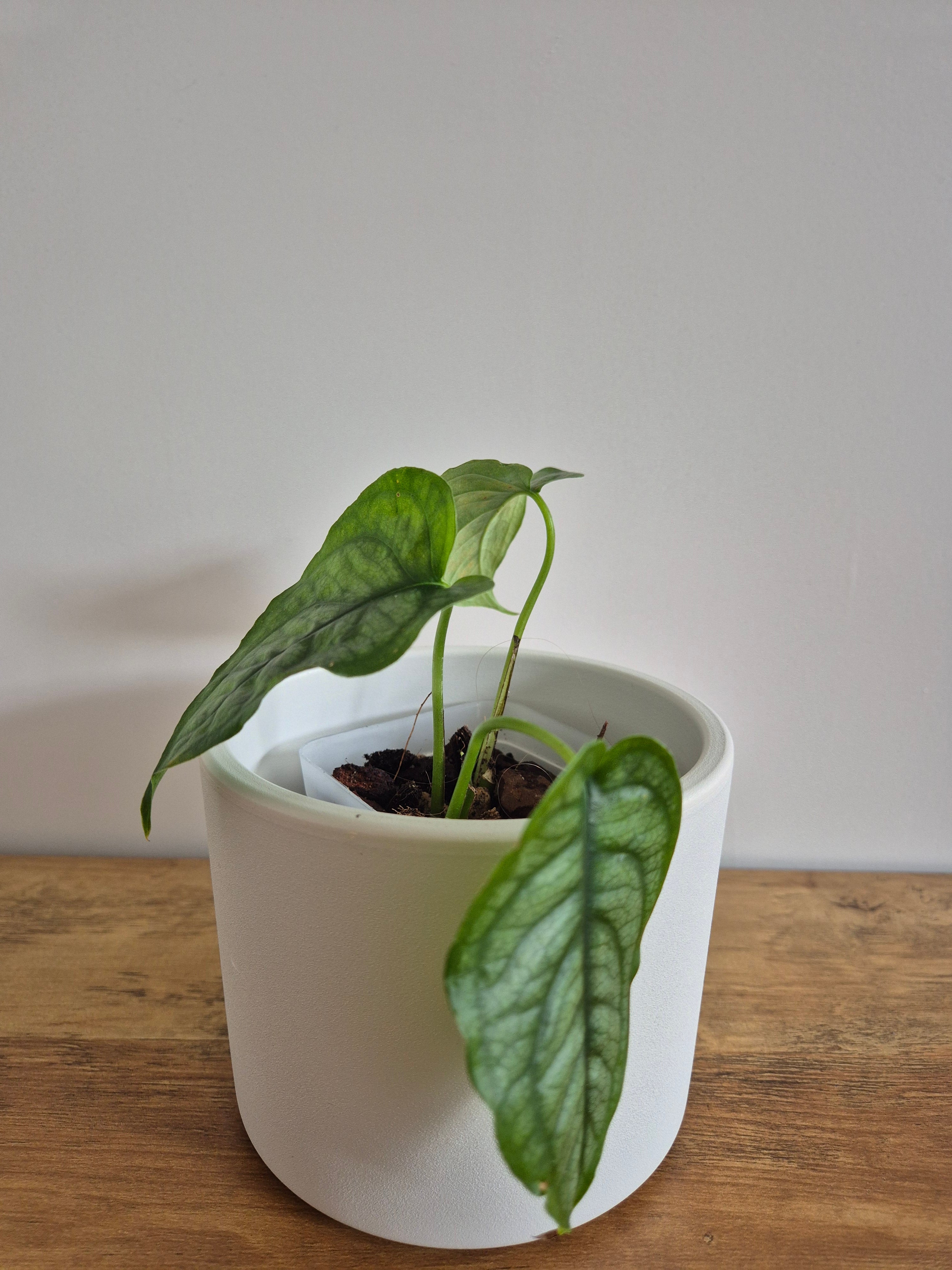 Monstera Siltepecana #2
