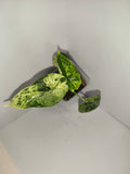 Alocasia Dragon Scale mint #5