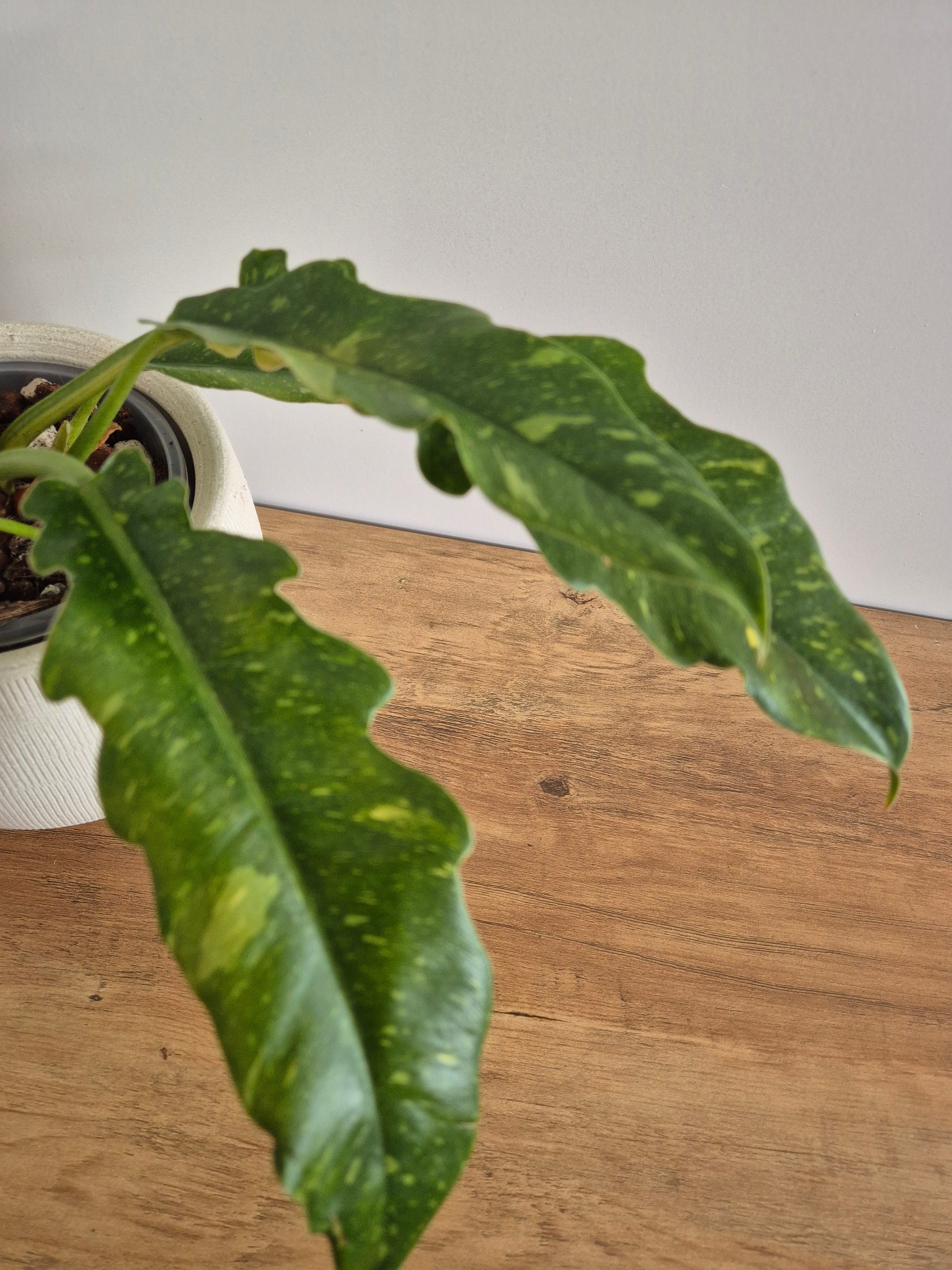 Philodendron Ring of Fire #3
