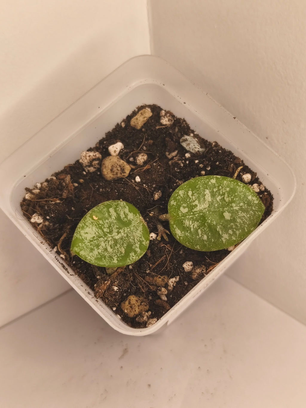 Hoya Mathilde Splash #3