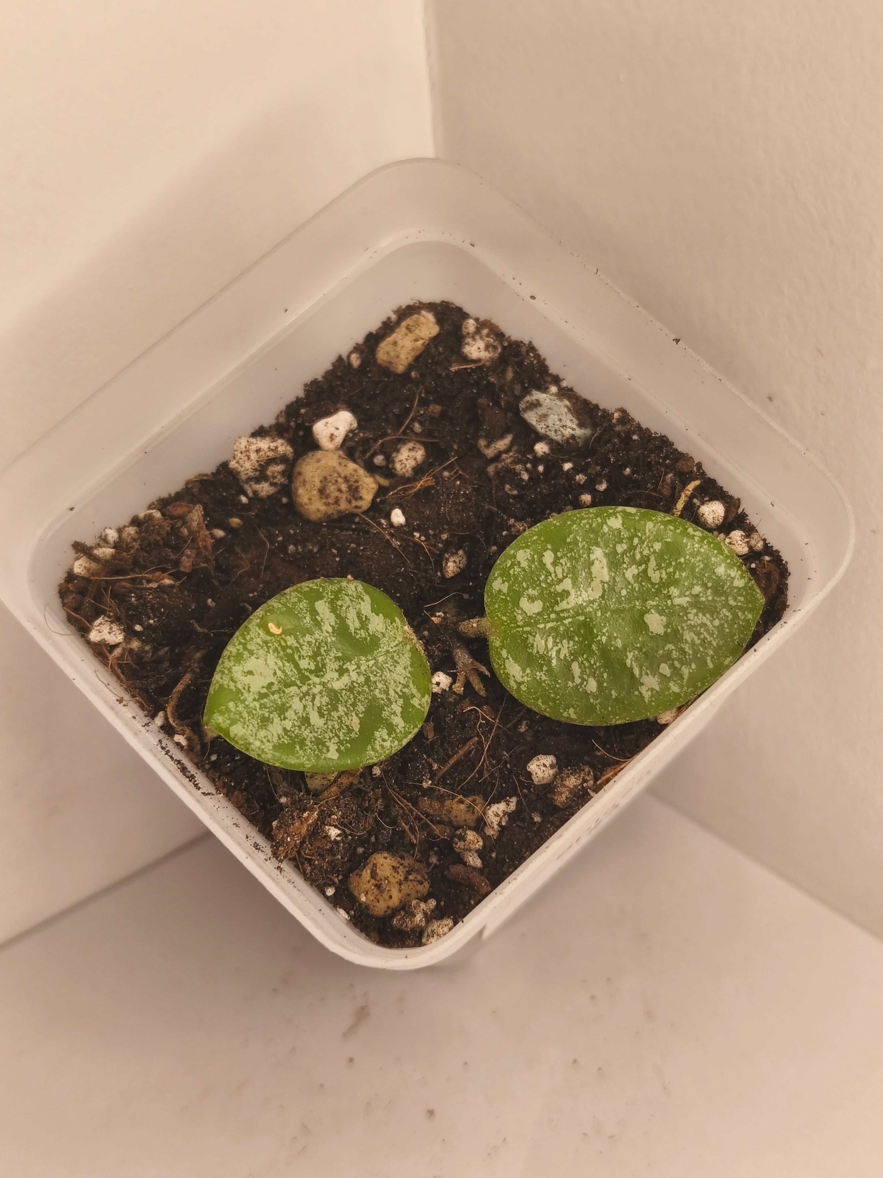 Hoya Mathilde Splash #3