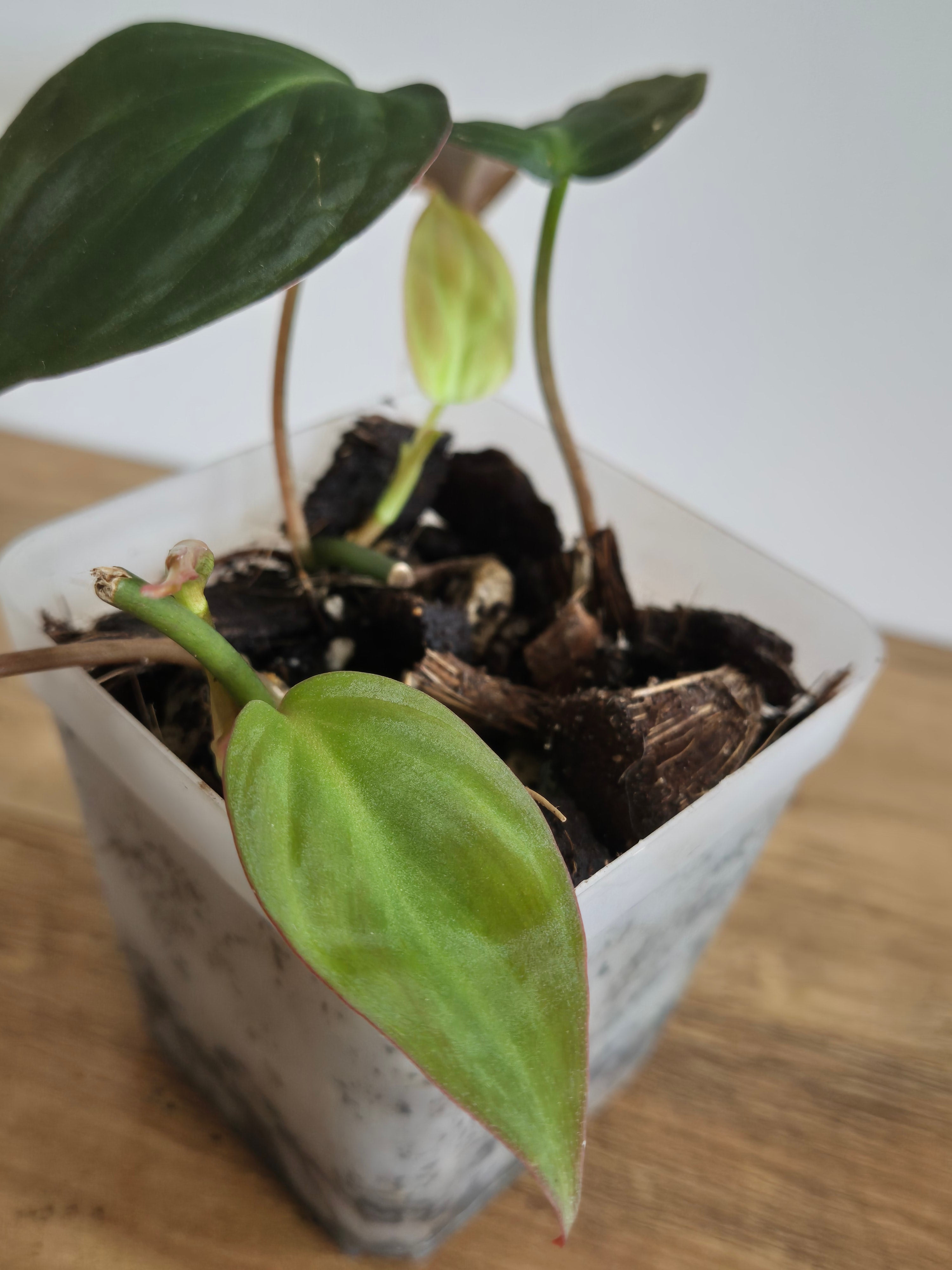 Philodendron Micans #2