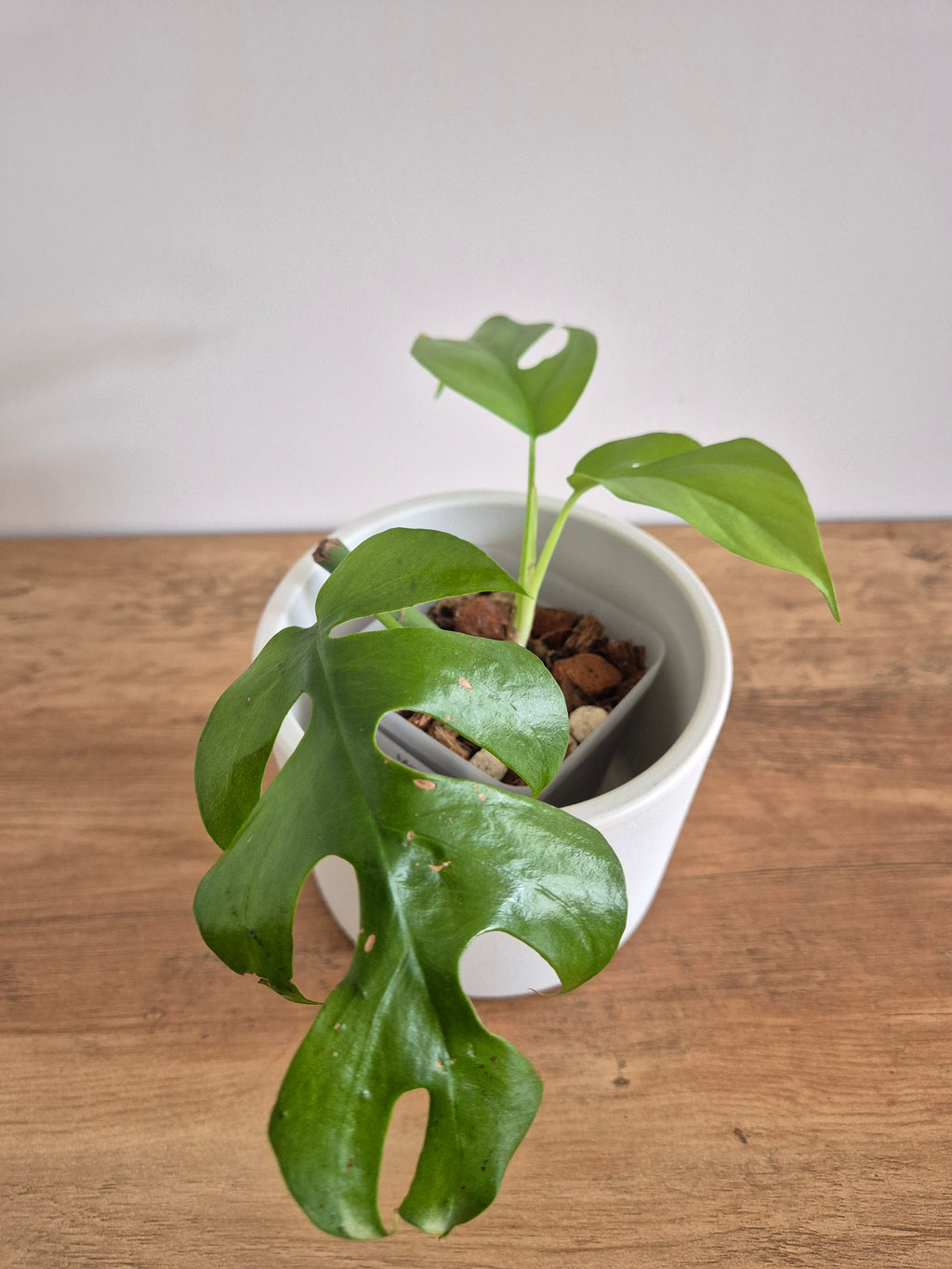 Monstera Minima #4 (Rhaphidophora Tetrasperma)