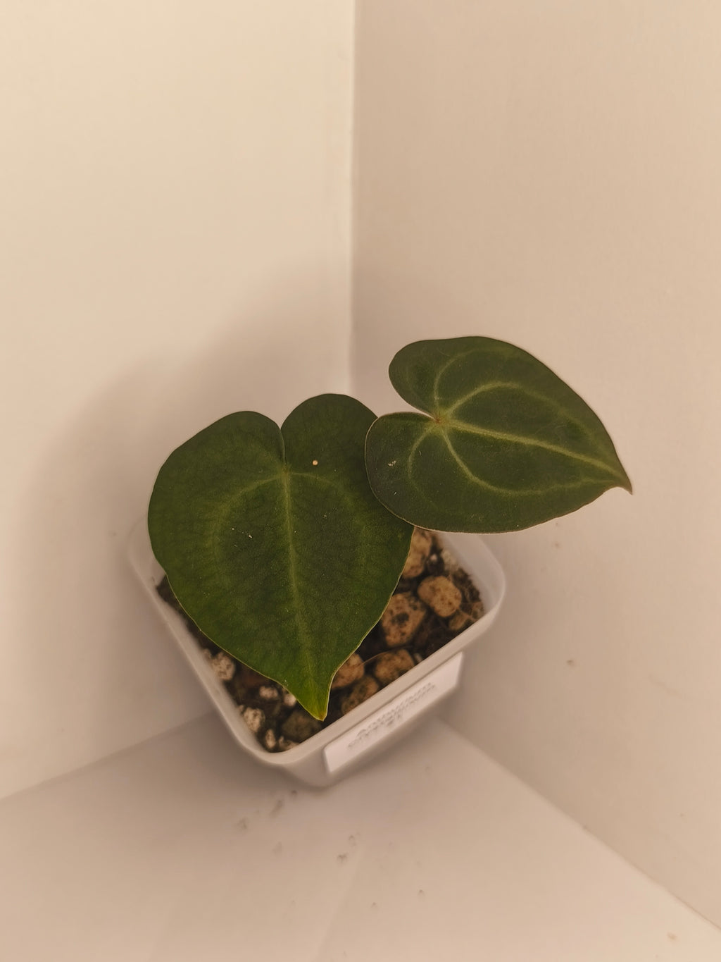 Anthurium Crystallinum #1