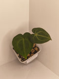 Anthurium Crystallinum #1
