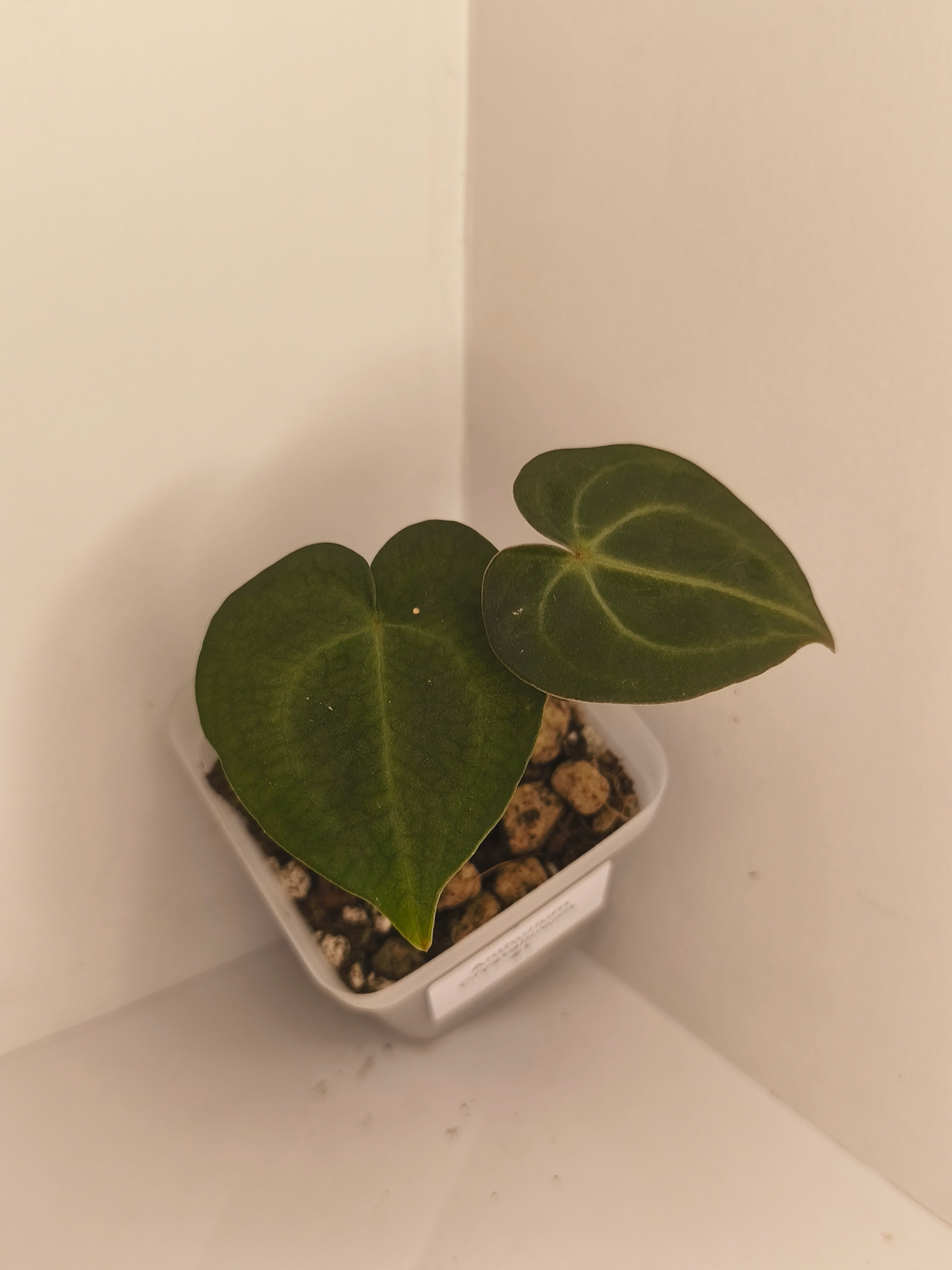 Anthurium Crystallinum #1