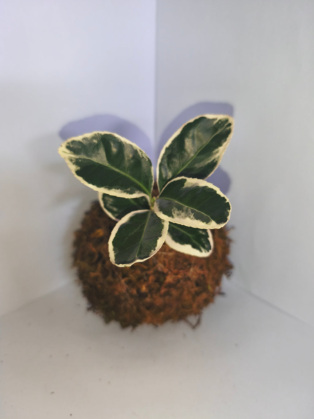 Kokedama #1