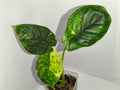 Alocasia Dragon Scale mint #6
