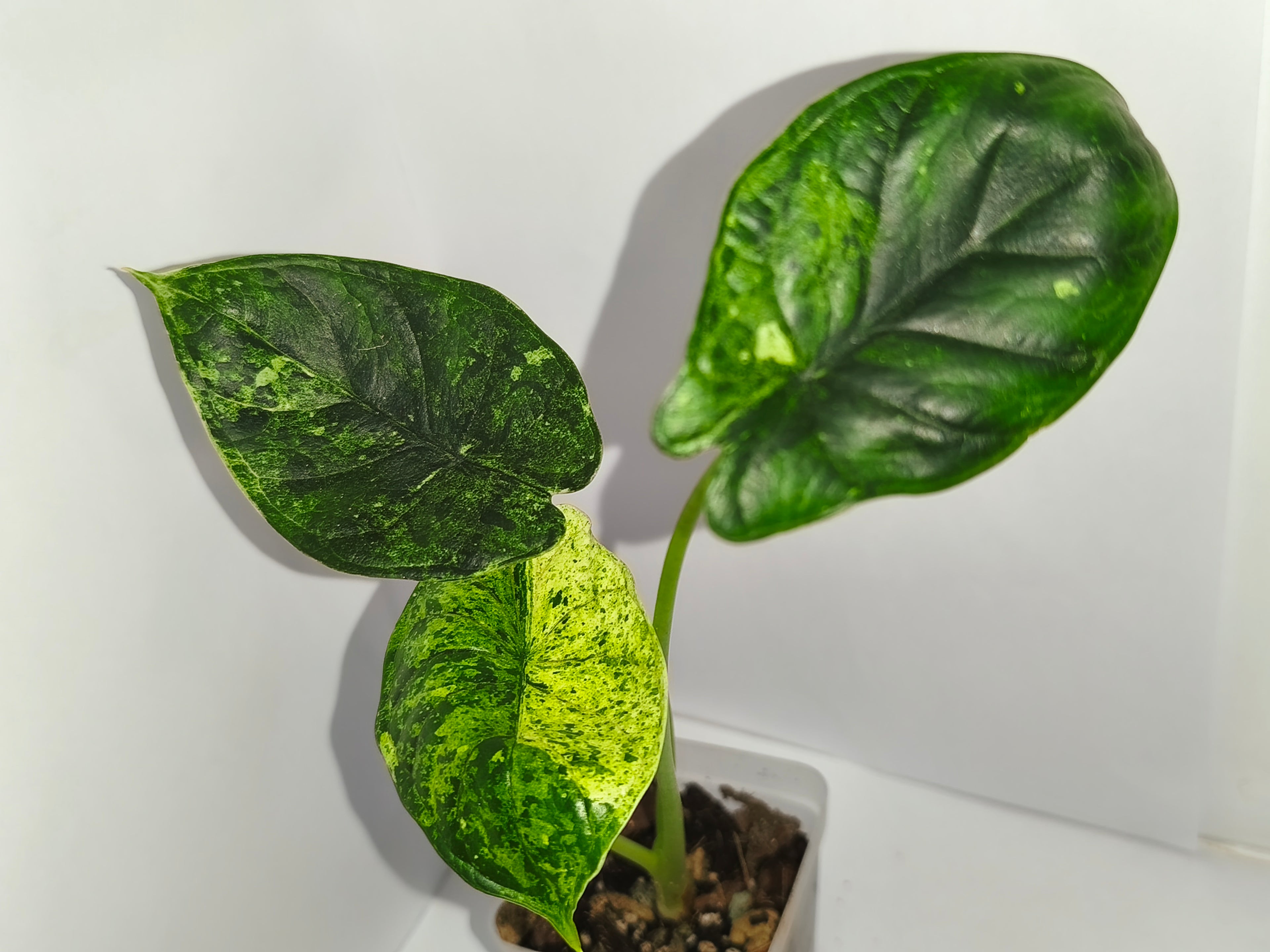 Alocasia Dragon Scale mint #6
