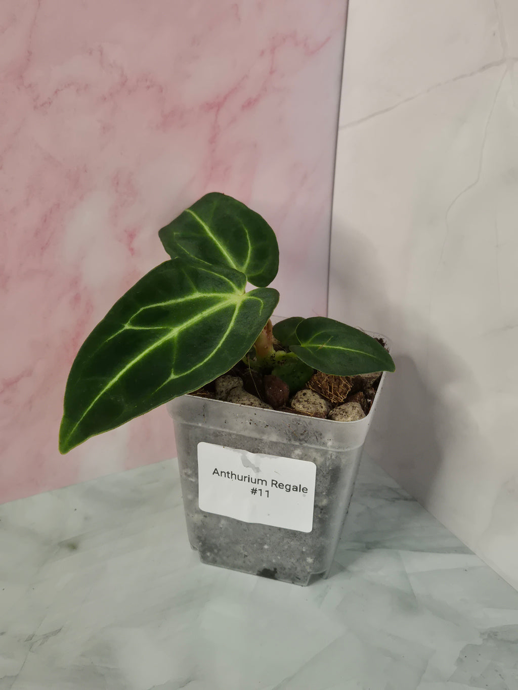 Anthurium Regale #11