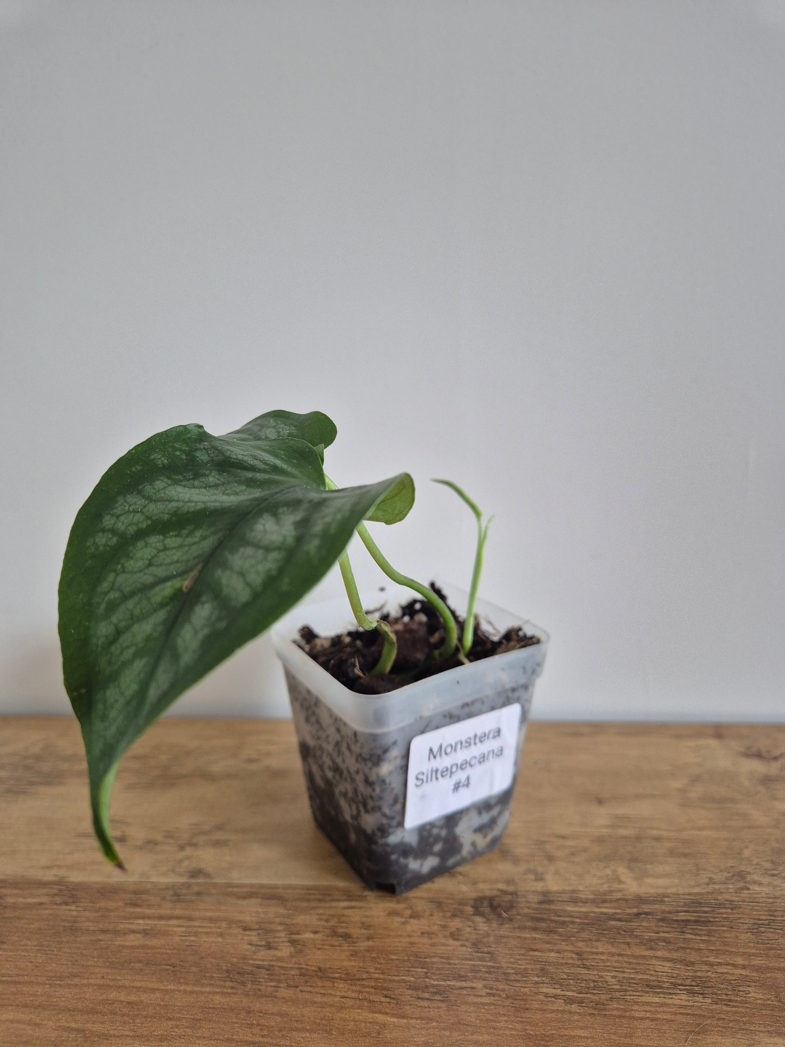 Monstera Siltepecana #4