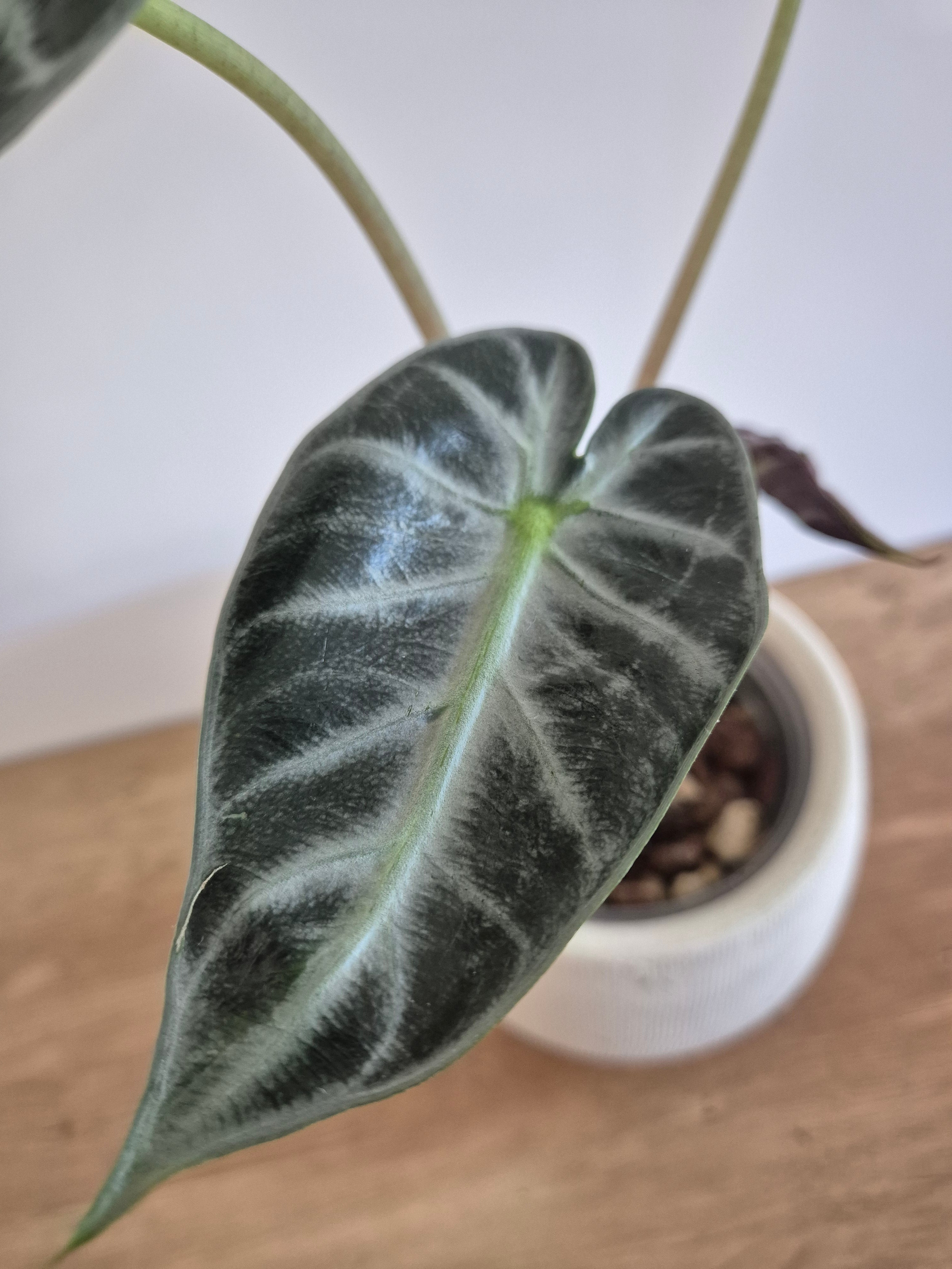 Alocasia Polly #1