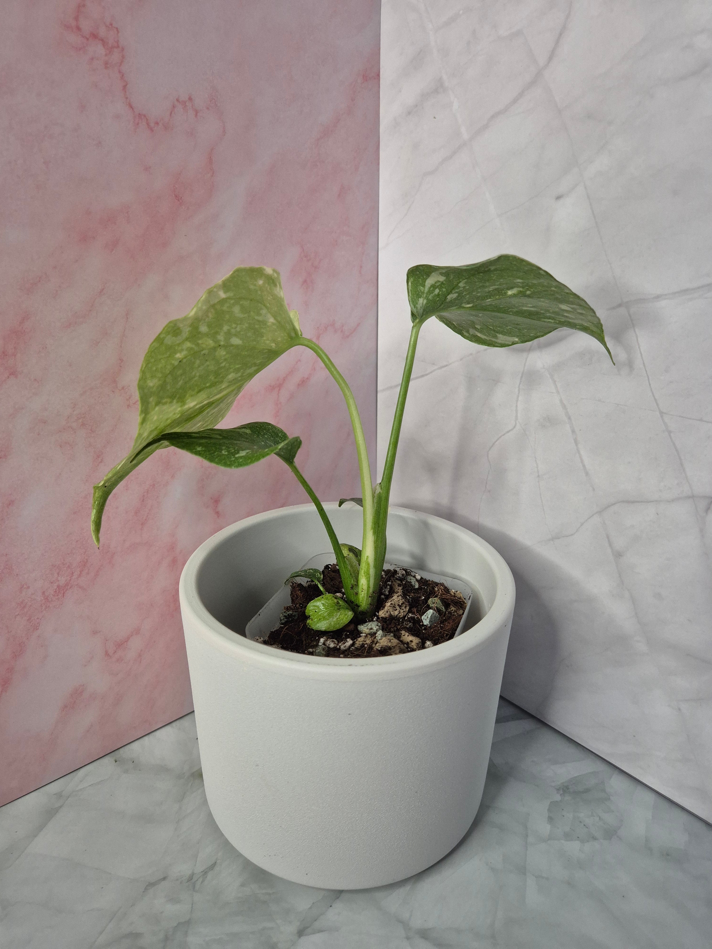 Monstera Thai Constellation #3