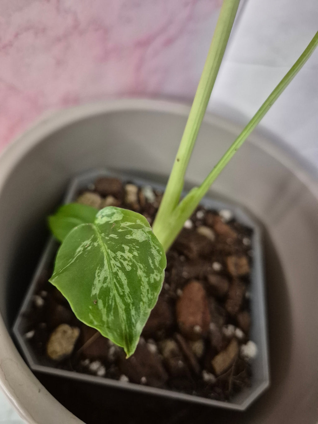 Monstera Deliciosa Bulbasaur #1