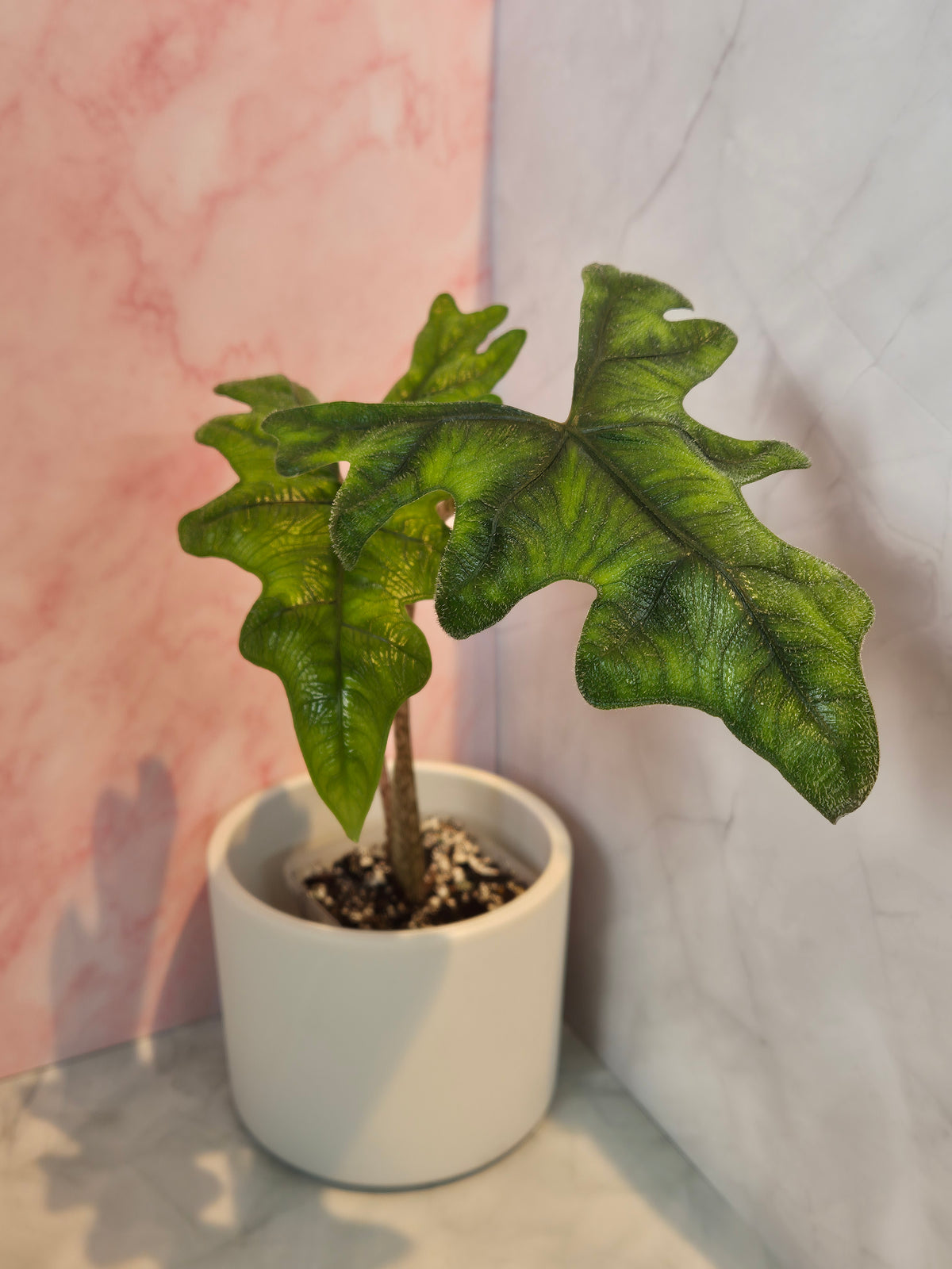 Alocasia Jacklyn #1