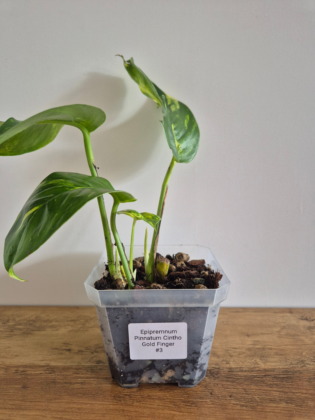 Epipremnum Pinnatum Cintho Goldfinger #3