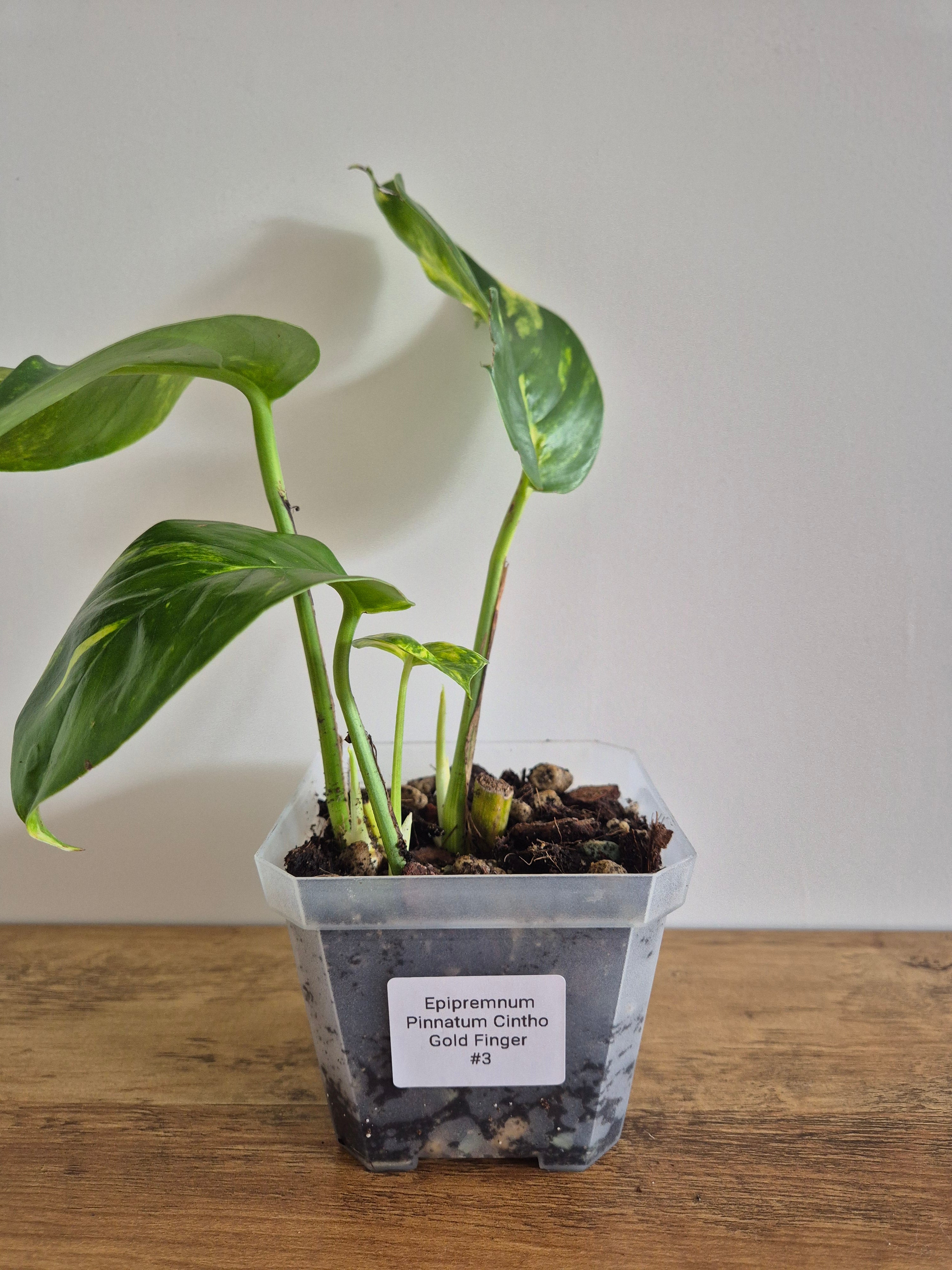 Epipremnum Pinnatum Cintho Goldfinger #3