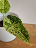 Alocasia Dragon Scale munt #4