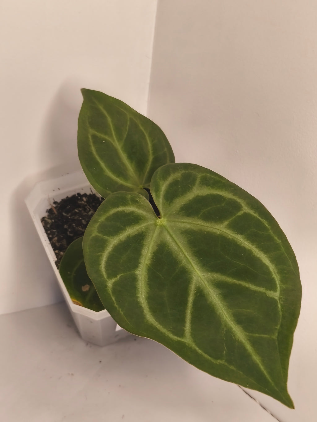 Anthurium Crystallinum #3