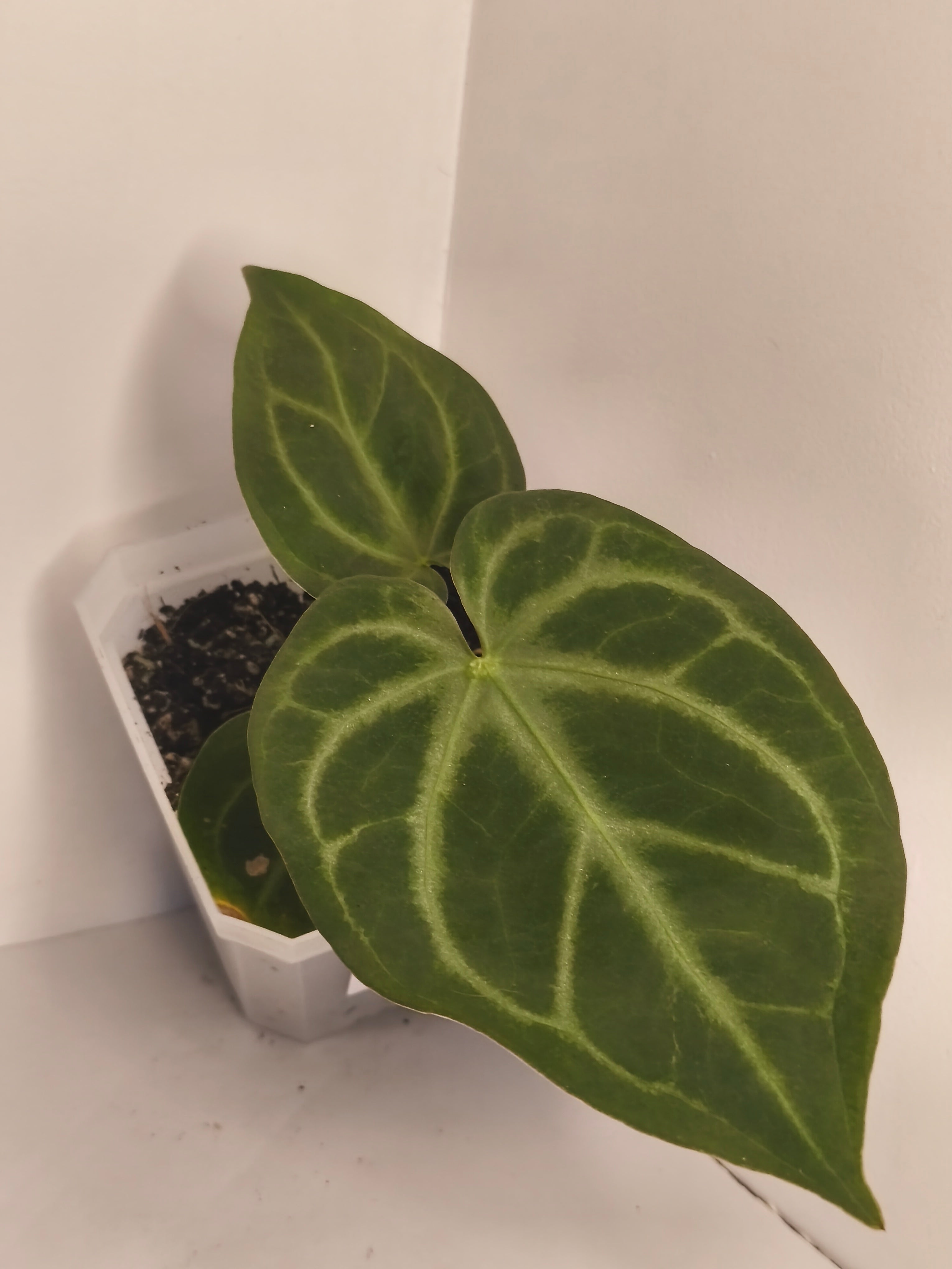 Anthurium Crystallinum #3
