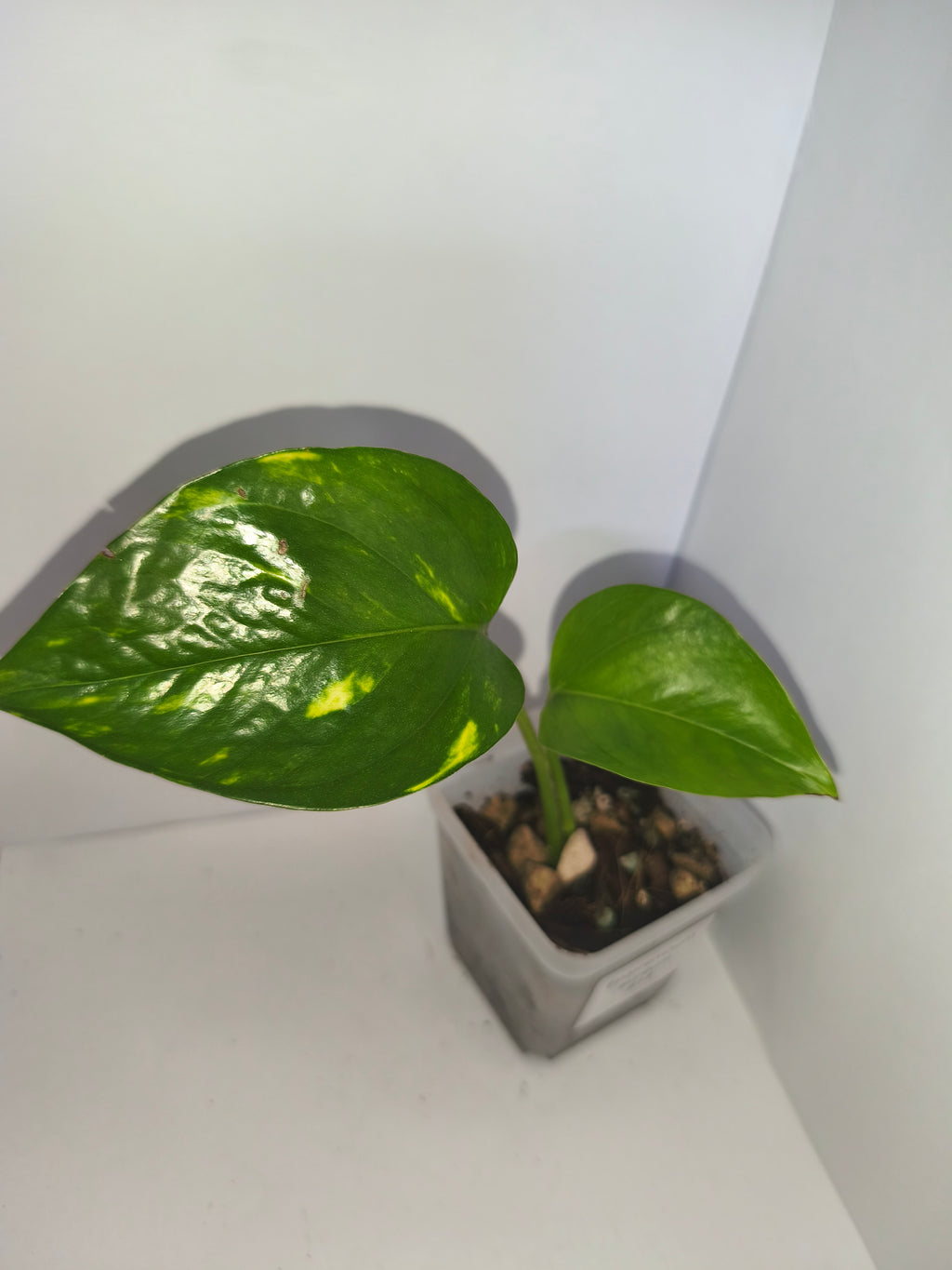 Epipremnum aureum #14