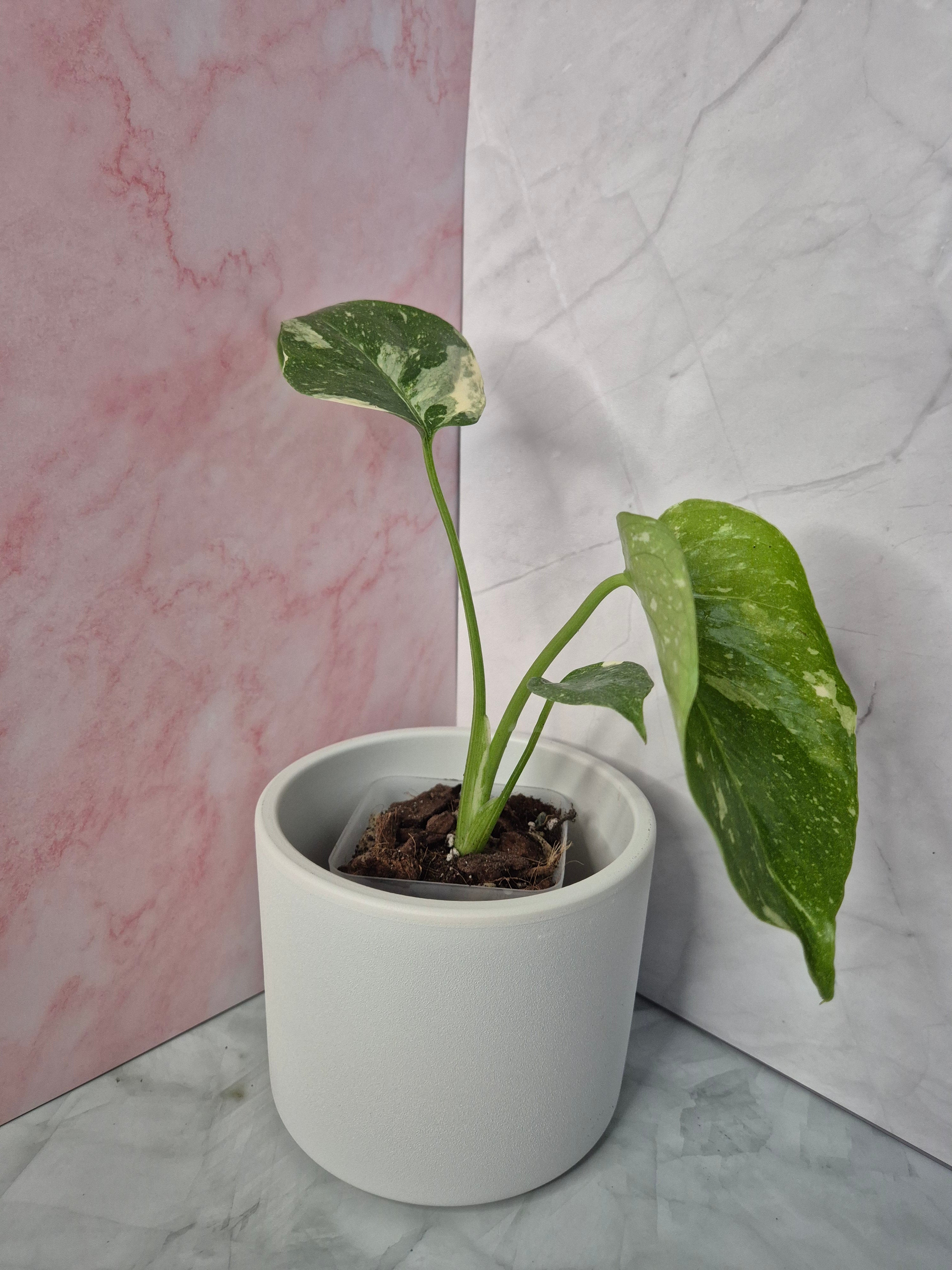 Monstera Thai Constellation #14