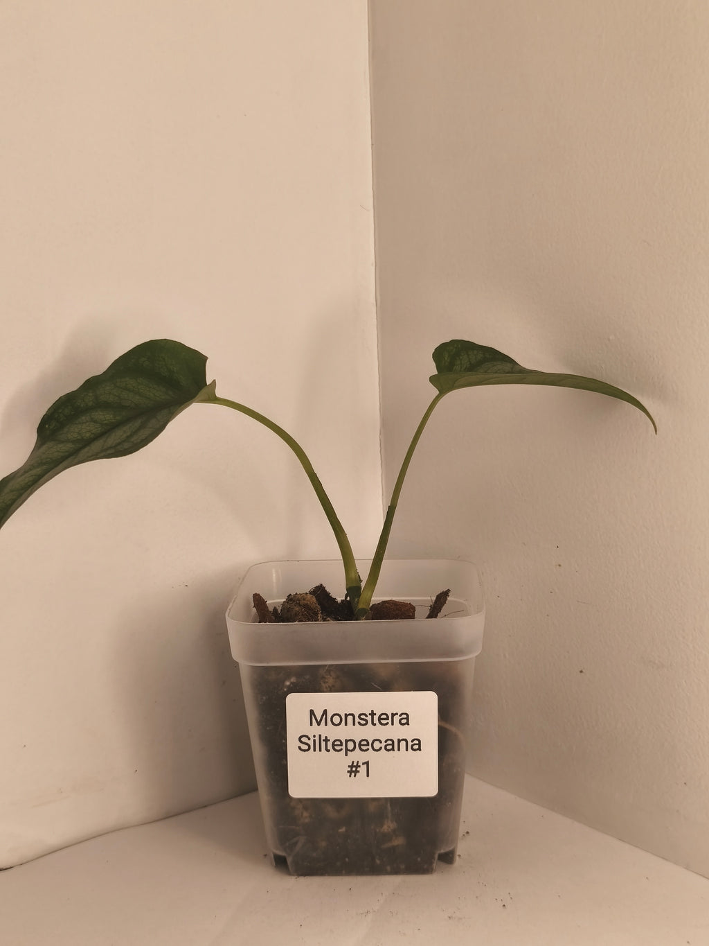 Monstera Siltepecana #1