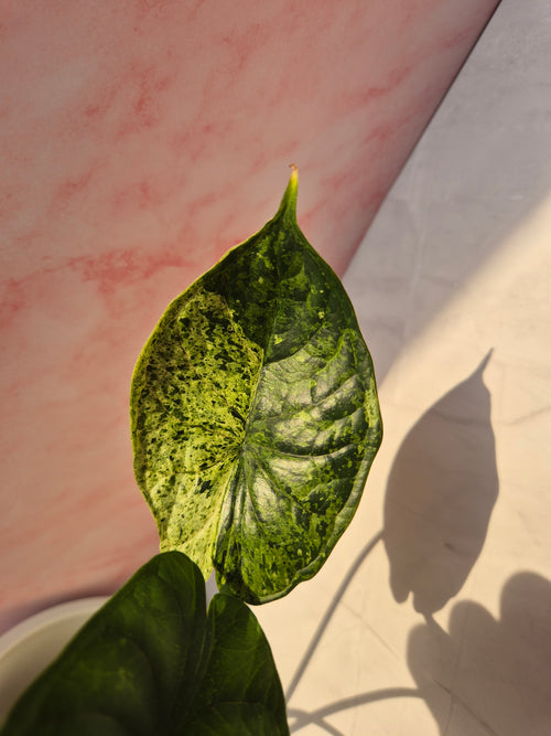 Alocasia Dragon Scale mint #6