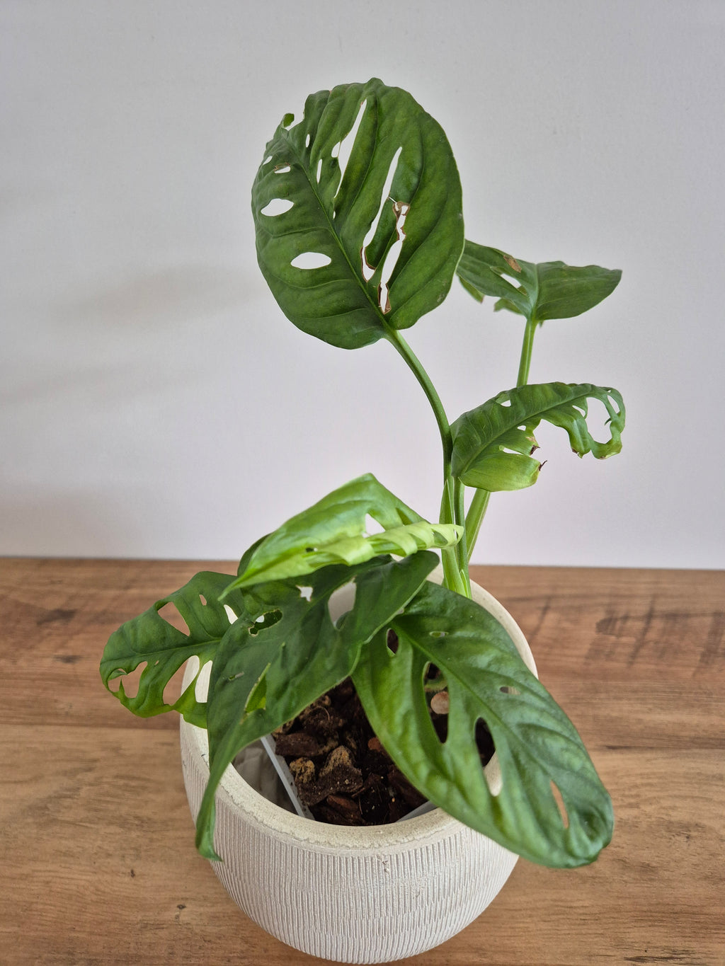 Monstera Adansonii #4